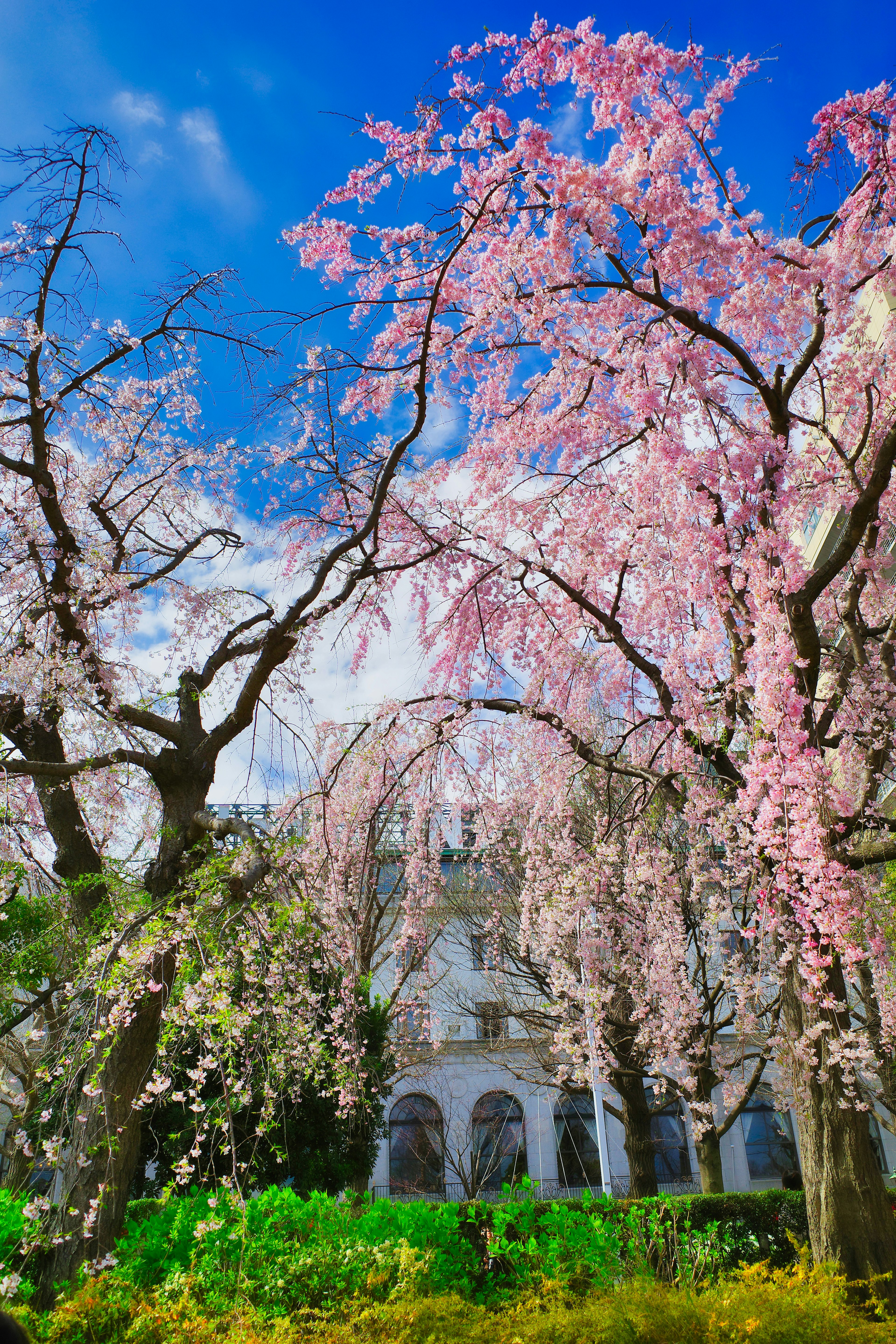 ทิวทัศน์ที่สวยงามพร้อมต้นซากุระบานใต้ท้องฟ้าสีฟ้า