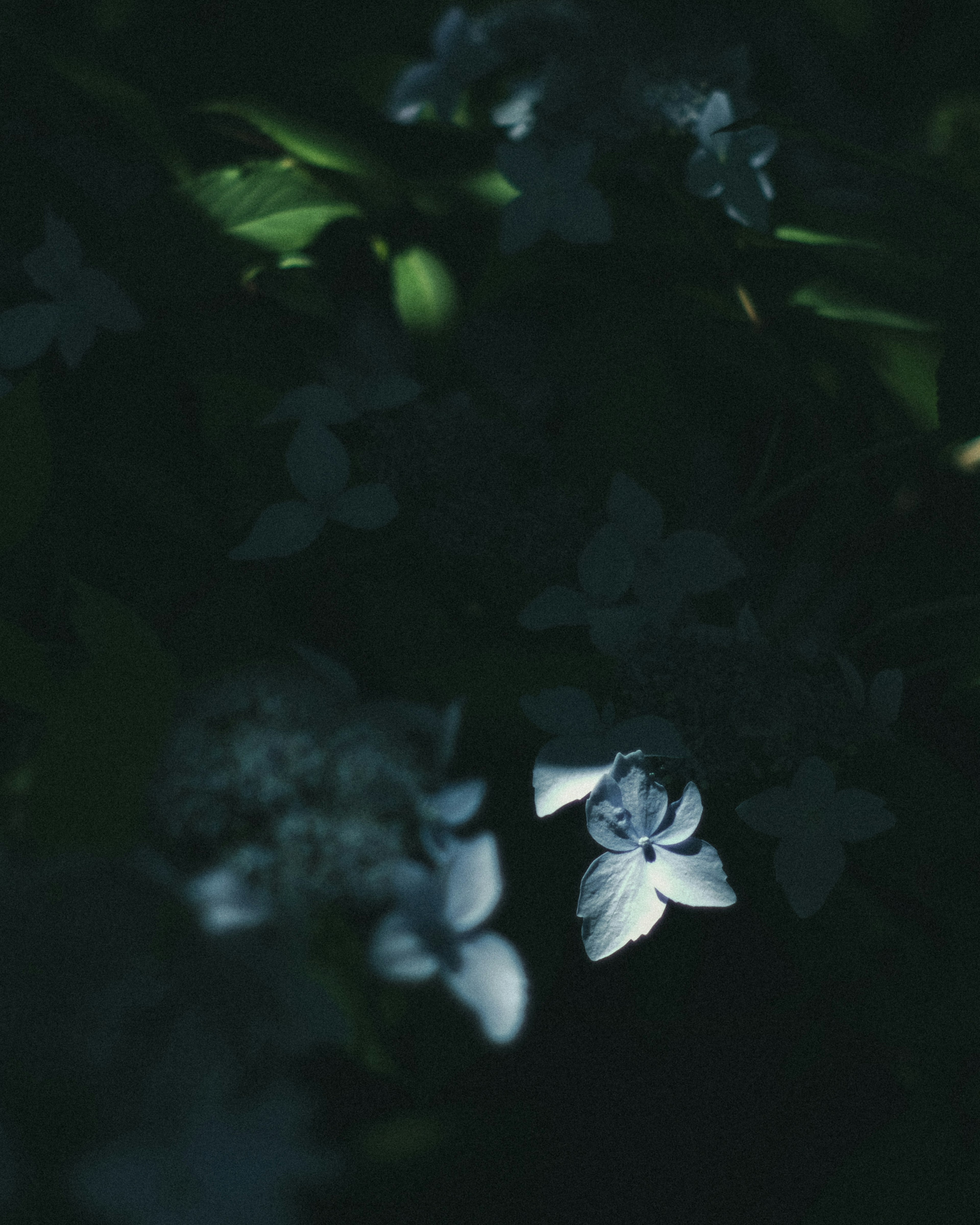 Gros plan de fleurs bleues s'épanouissant dans une lumière tamisée