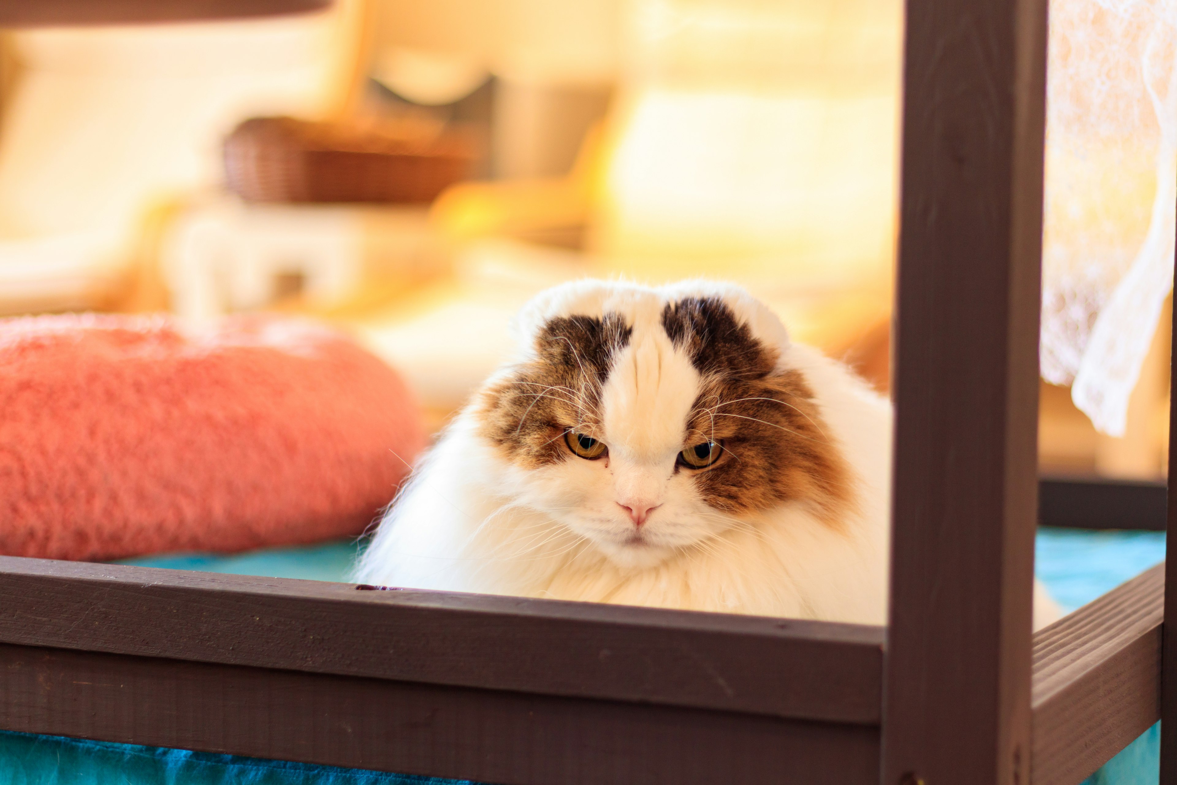 Eine flauschige weiß-braune Katze sitzt ruhig in einer gemütlichen Innenumgebung