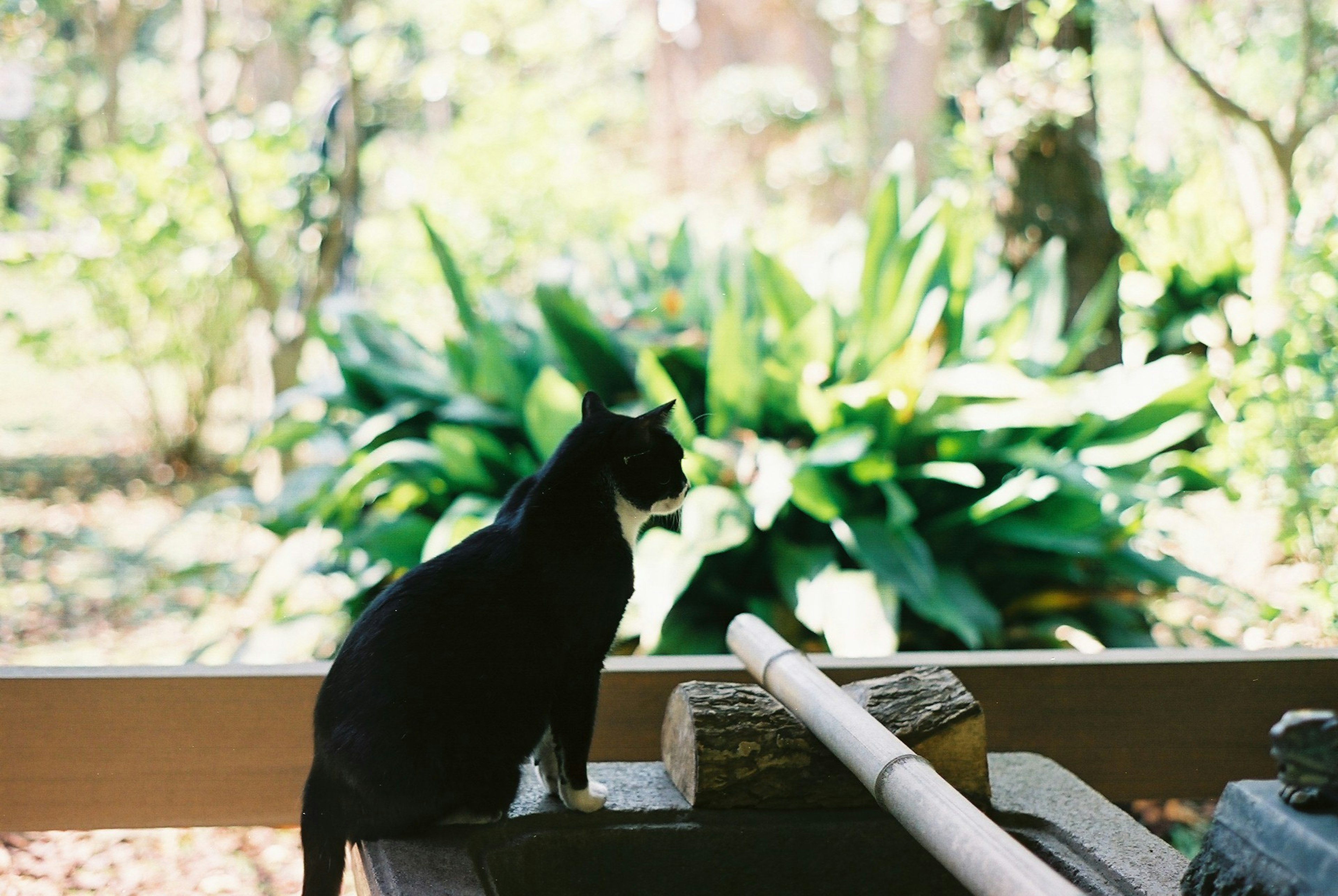 黒猫が庭の緑の植物を見つめるシーン