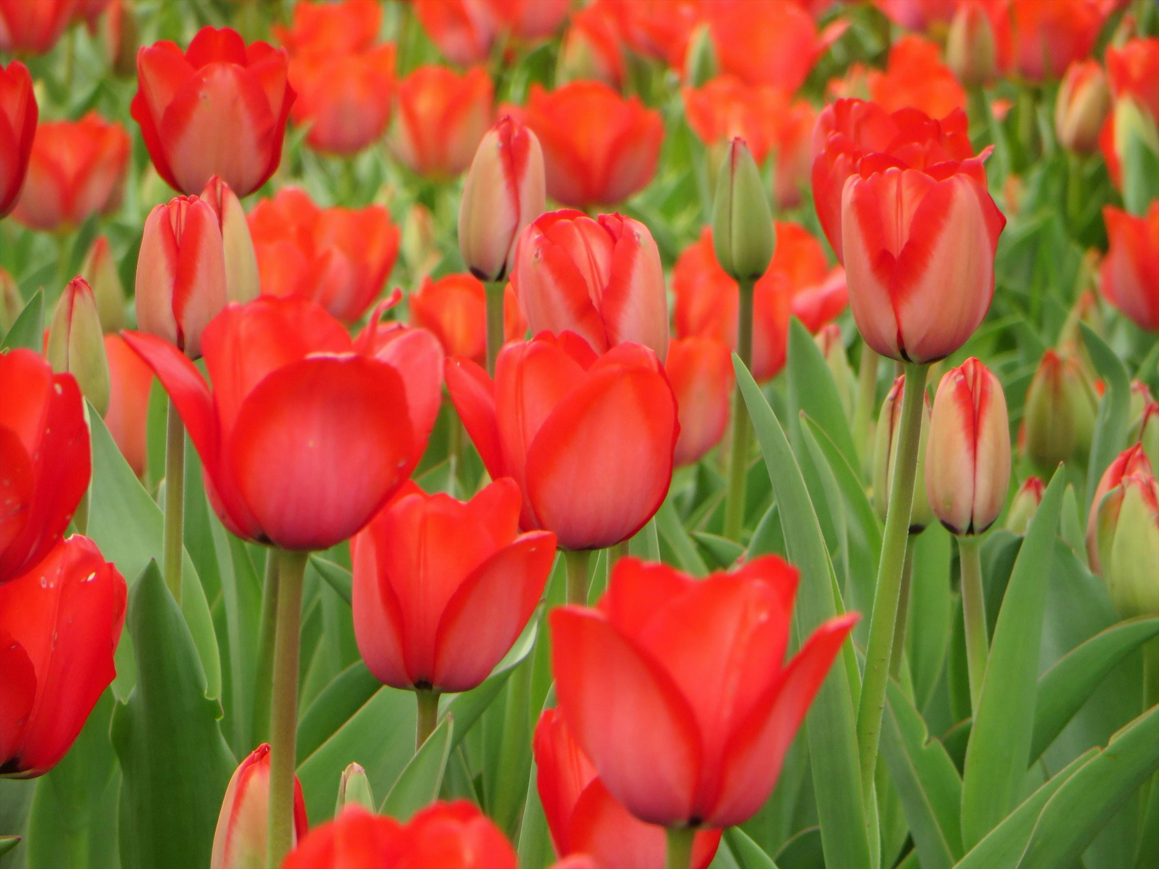 Vivaci tulipani rossi che fioriscono in un campo