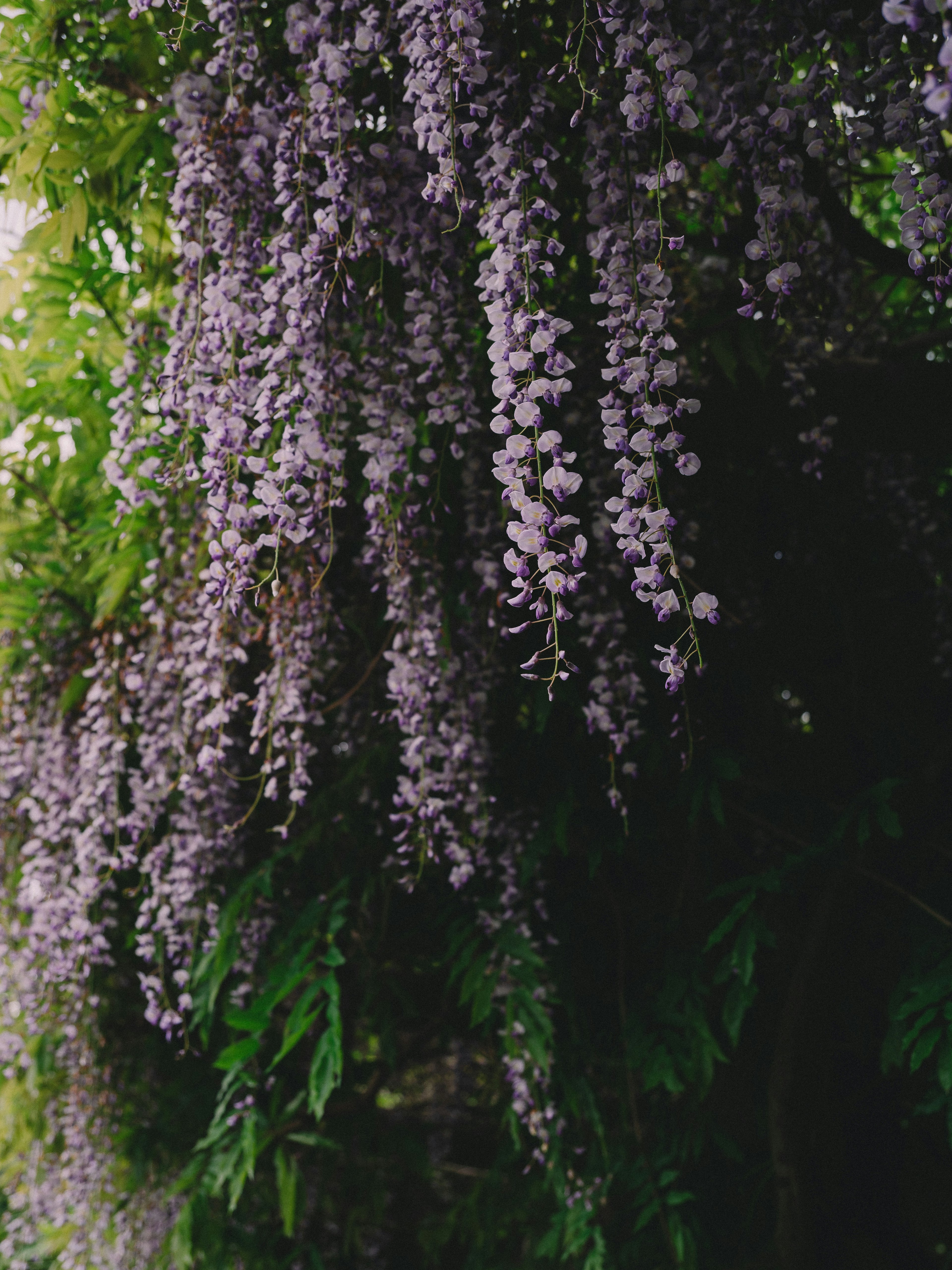 Close-up of cascading purple wisteria flowers