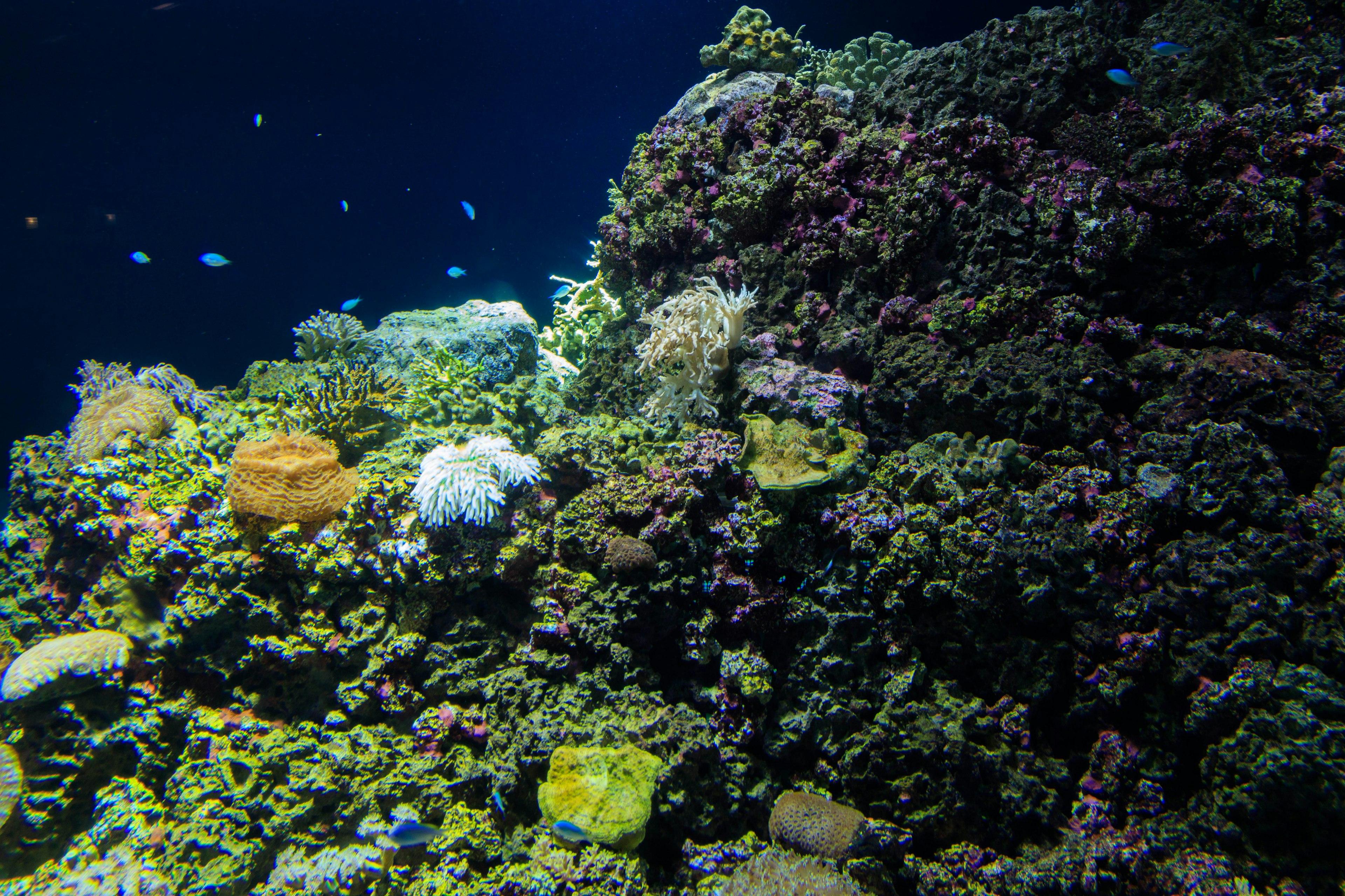 Arrecife de coral vibrante con corales de varios colores y peces pequeños