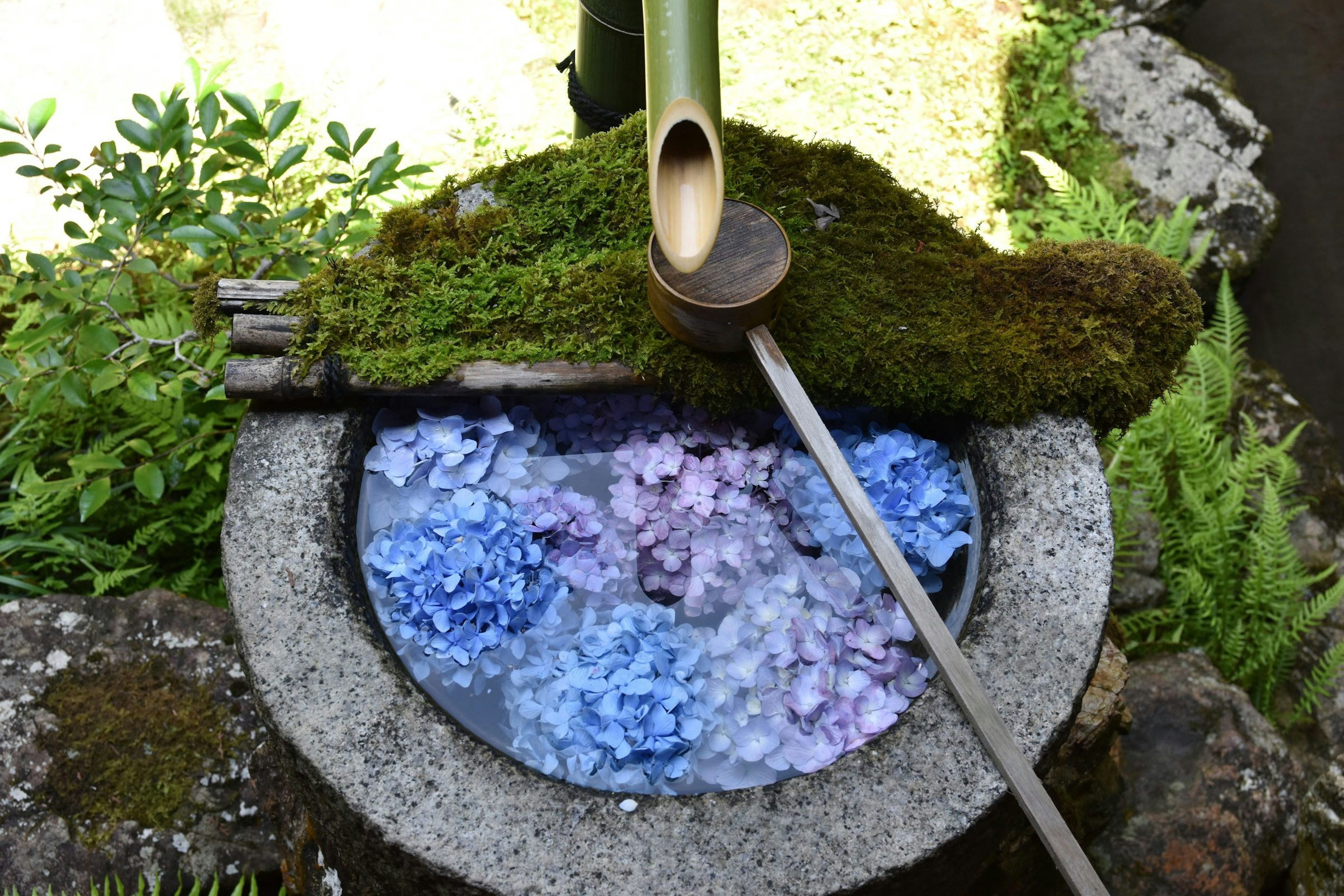 Stone basin with floating blue and purple flower petals and a bamboo water spout covered in moss