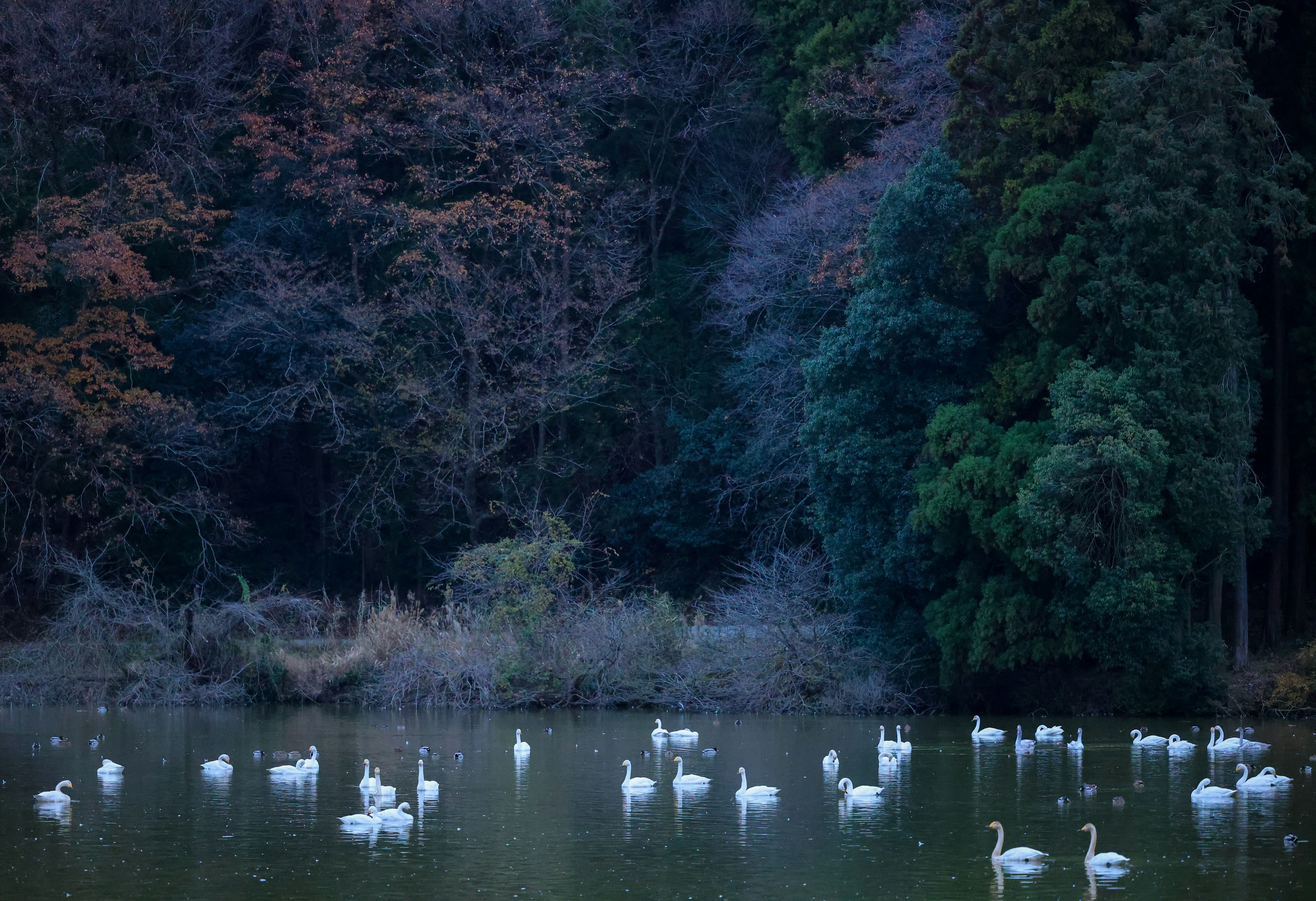 Cygnes flottant sur un lac tranquille entouré d'arbres colorés