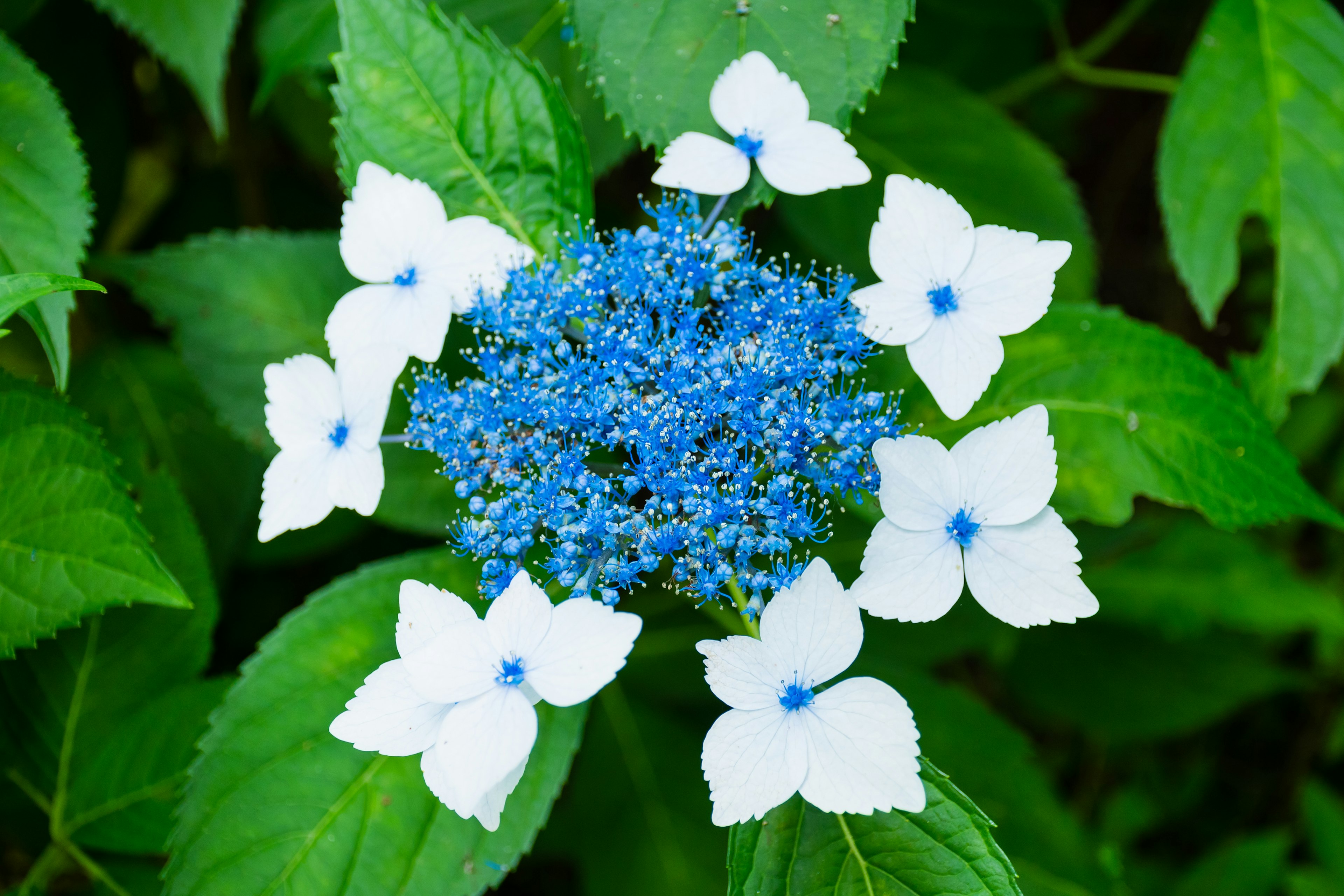 Magnifique fleur d'hortensia avec un centre bleu entouré de pétales blancs