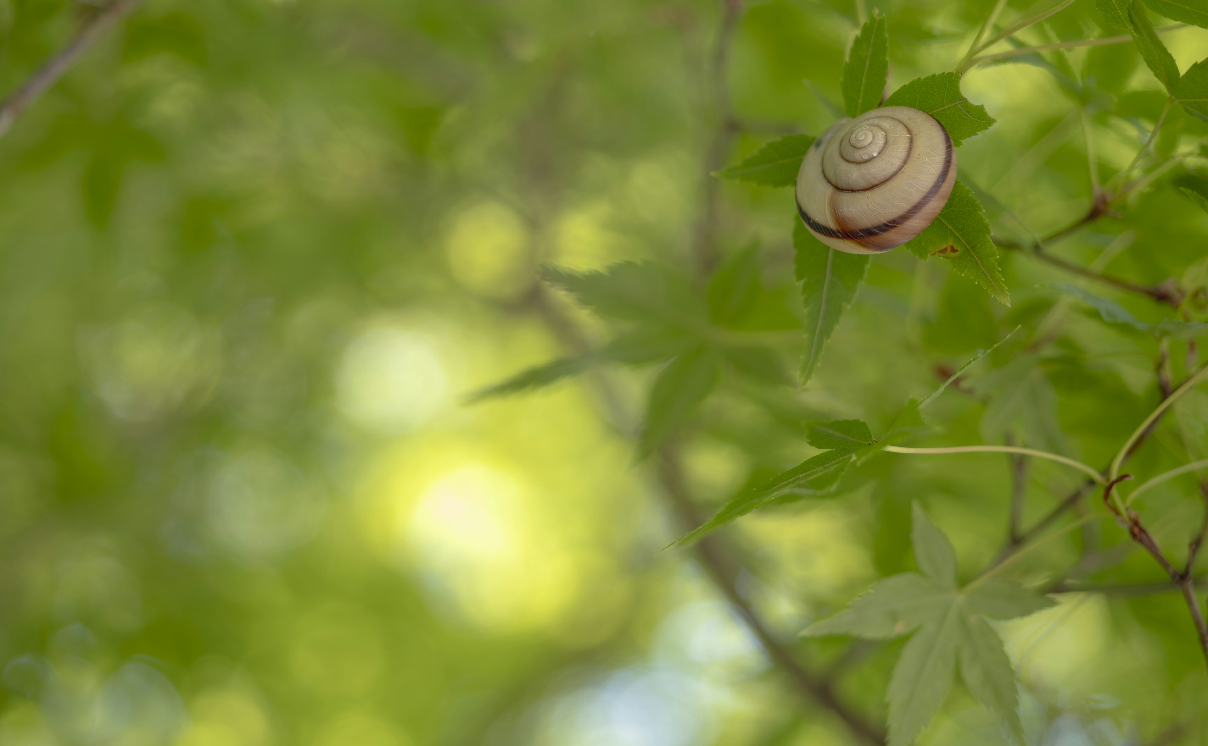 A snail resting on green leaves in a blurred background