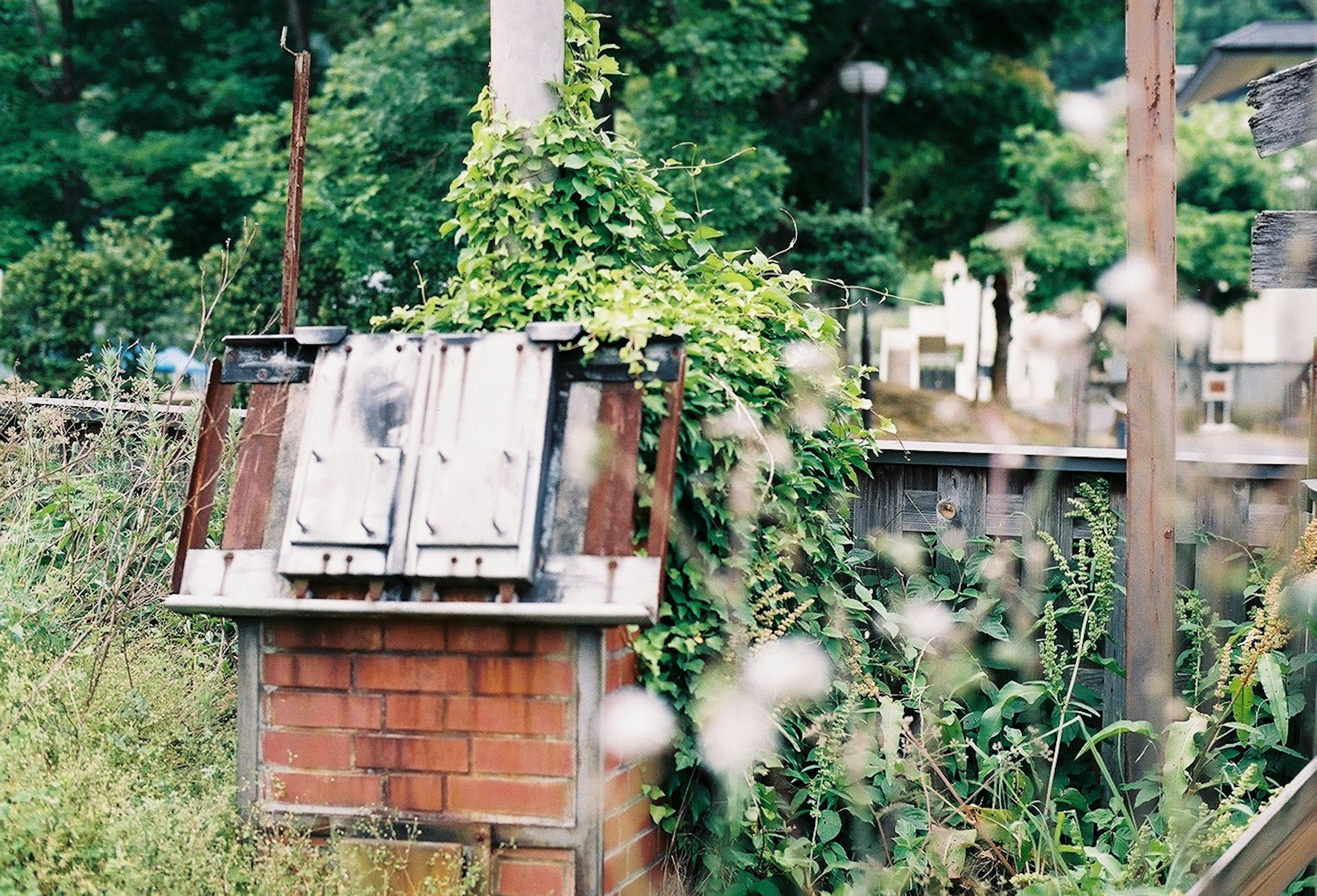 Old trash bin covered in ivy surrounded by overgrown plants