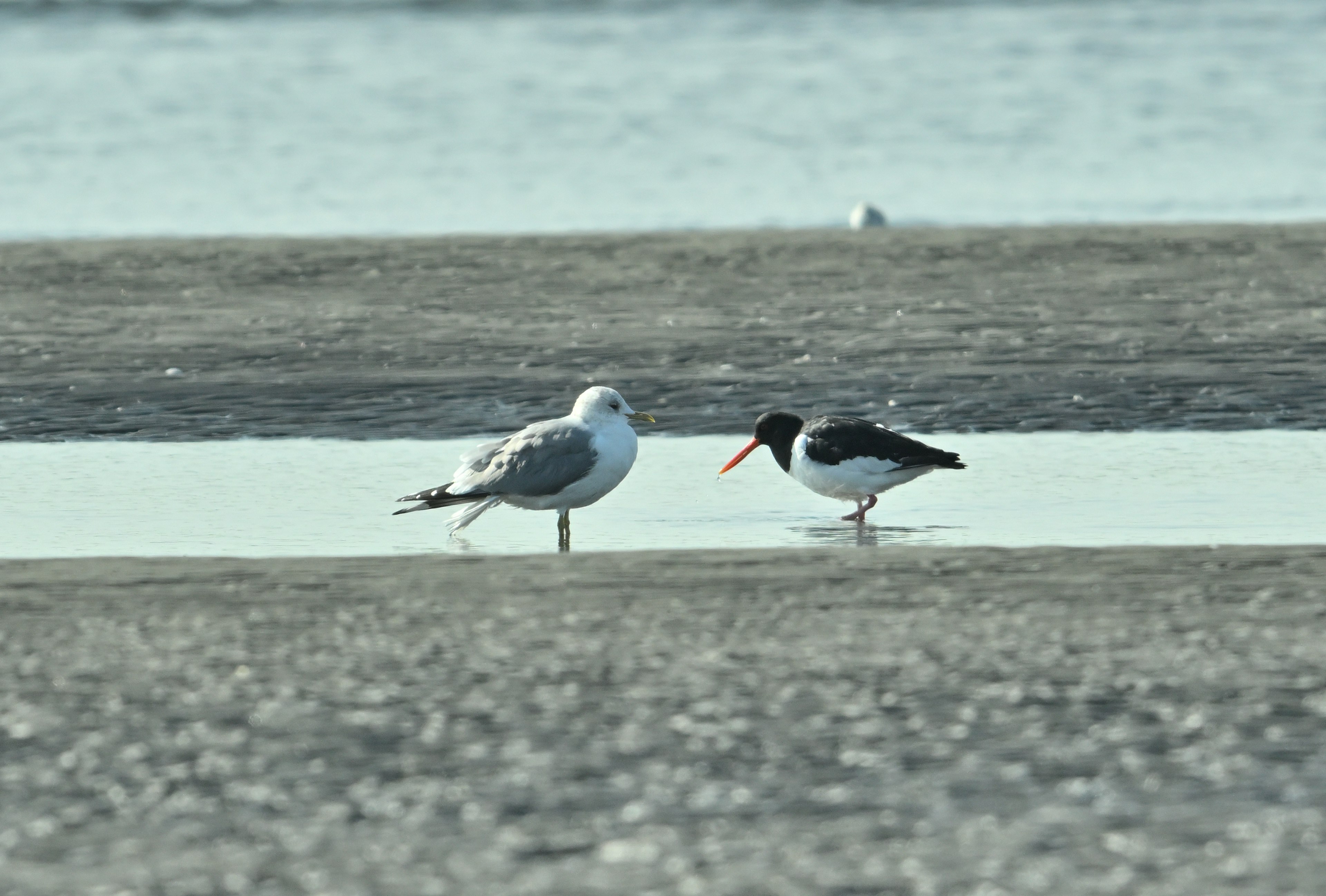 海岸で二羽の鳥が並んでいるシーン 一羽は灰色のカモメで、もう一羽は黒と白のオーストリッチ