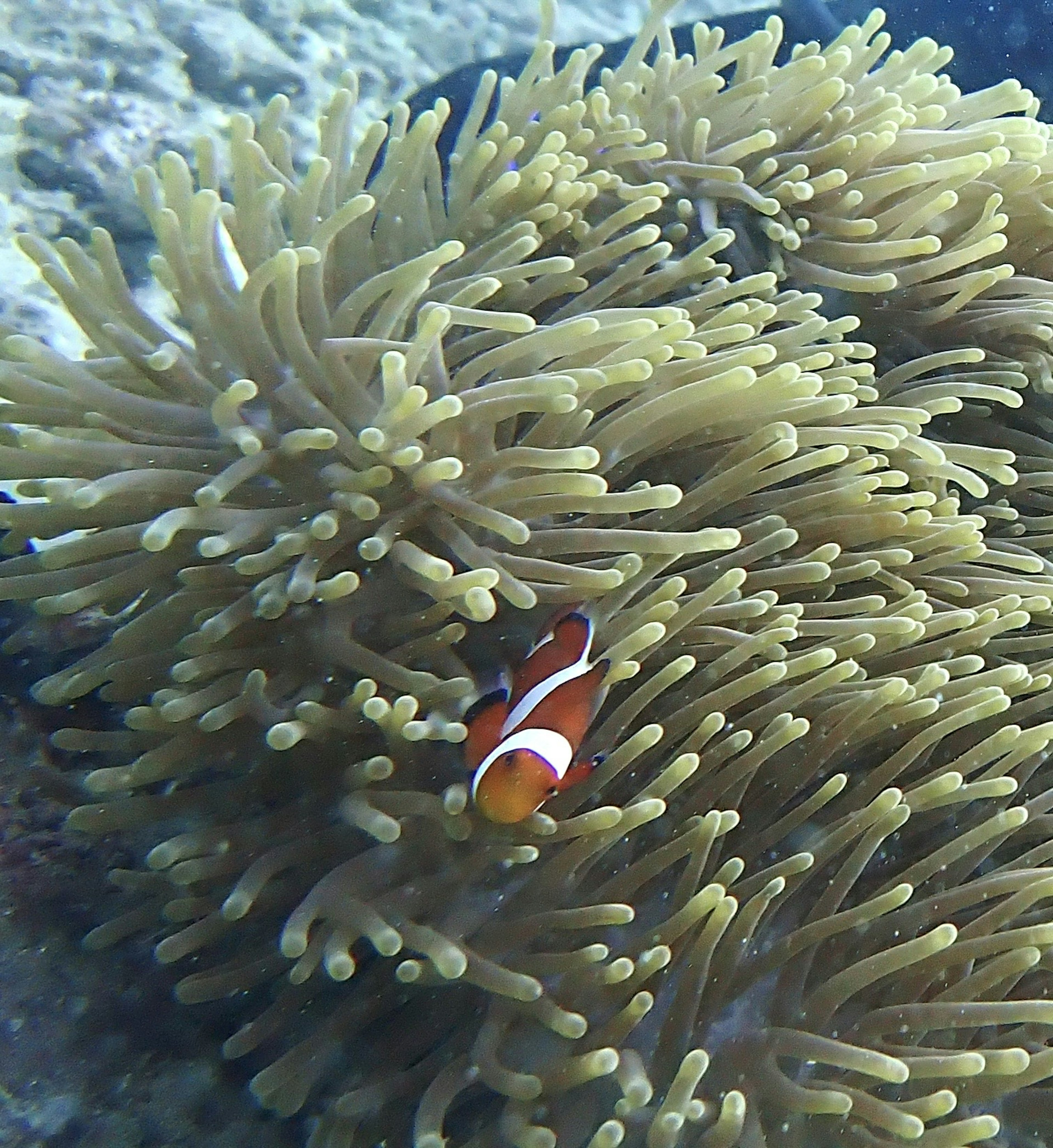 Clownfisch versteckt sich zwischen Seeanemonen im Ozean