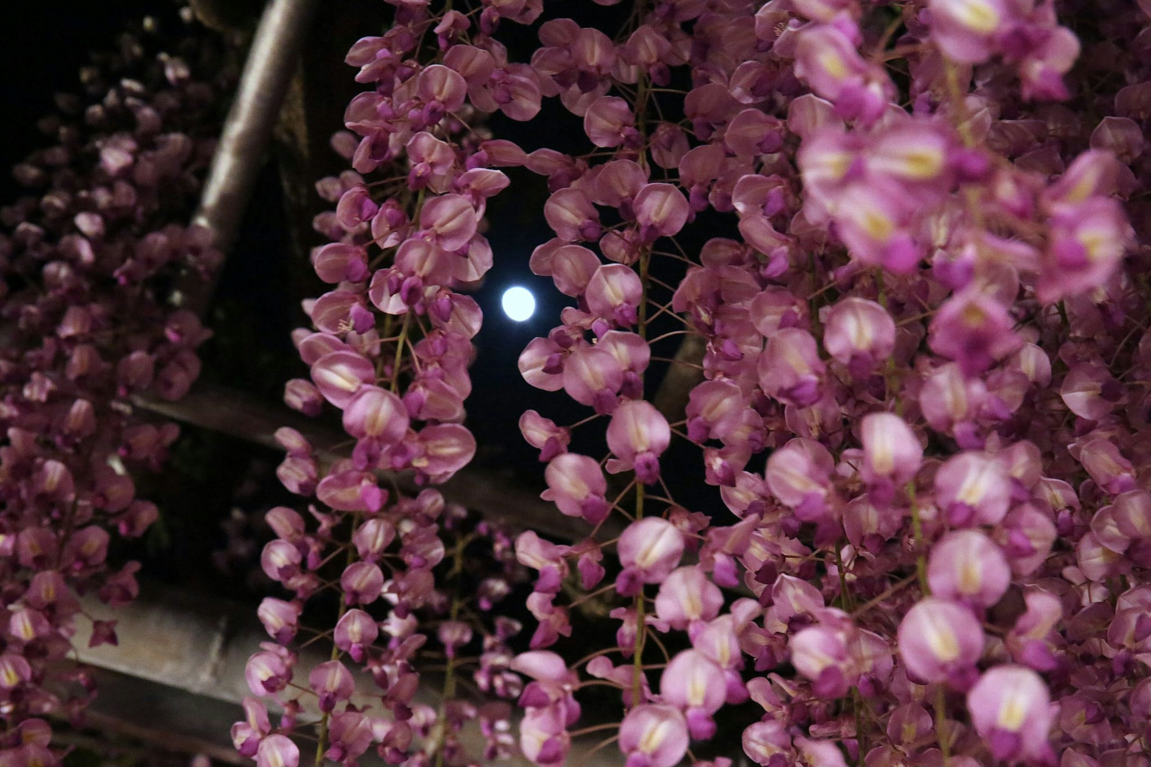 紫色の花が咲く木の間から月が見える夜の風景