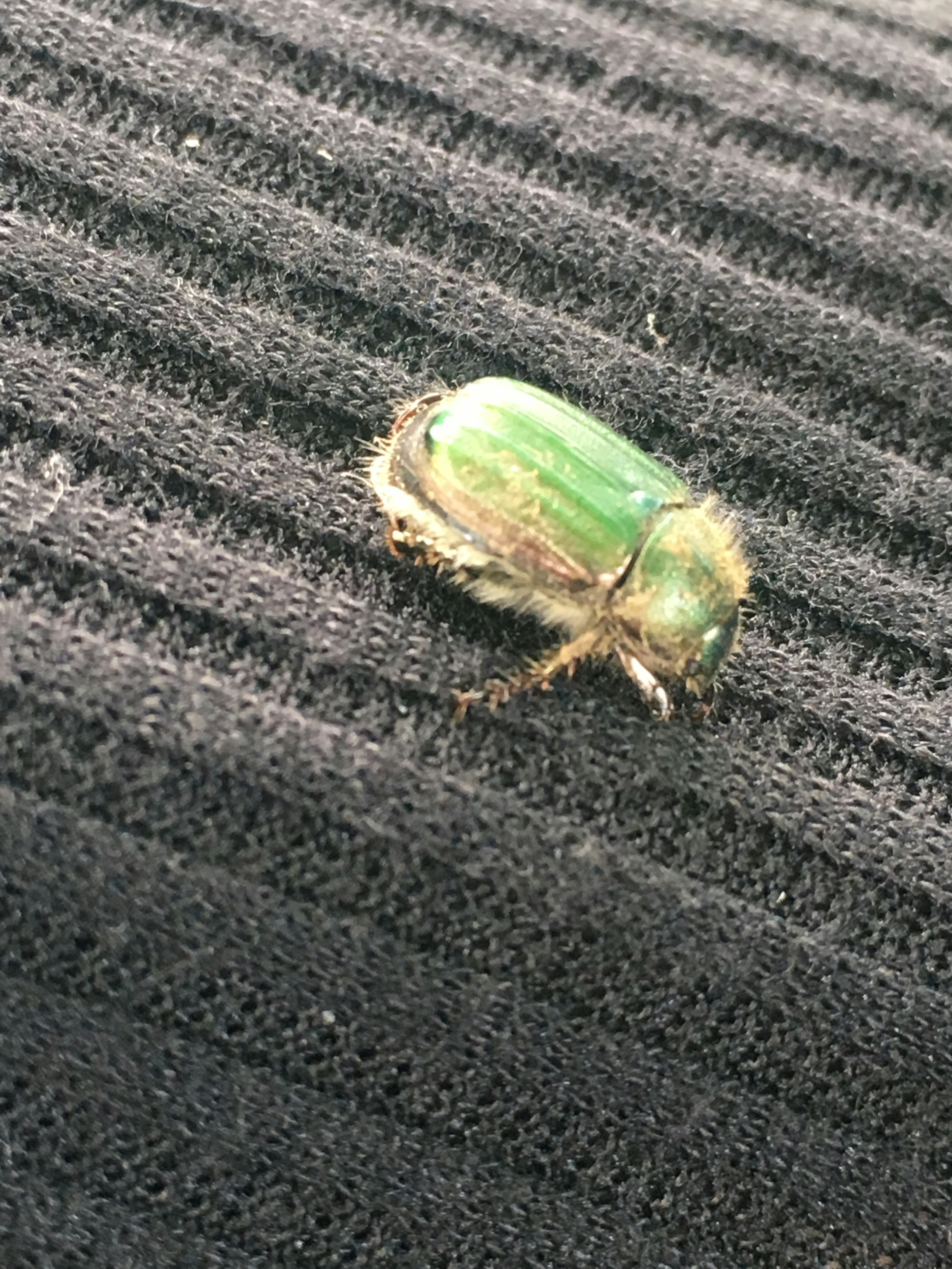 A green beetle on black fabric