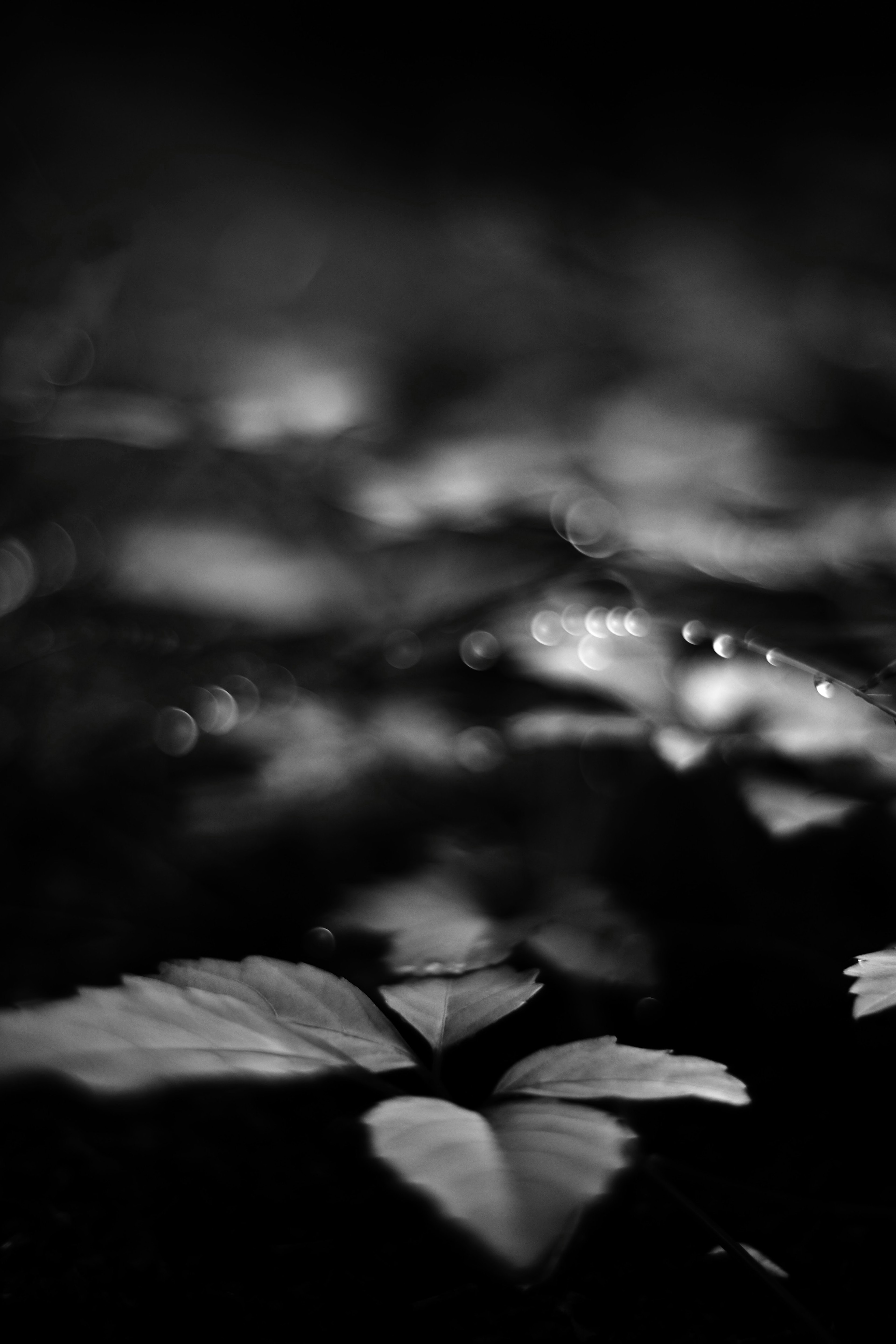 A beautiful image of leaves in black and white with details emerging from a blurred background