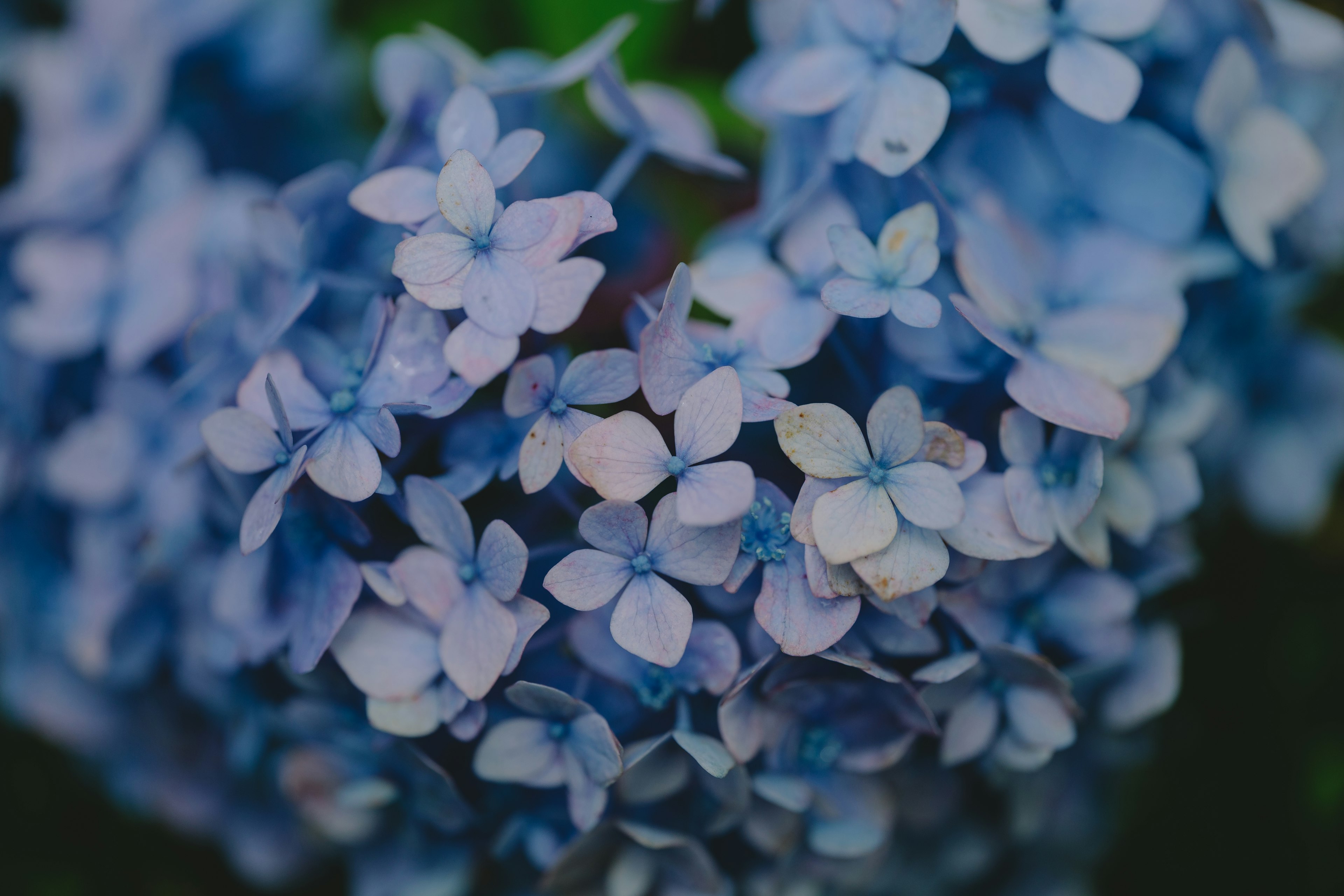 Primer plano de hermosas flores de hortensia en tonos azules pálidos