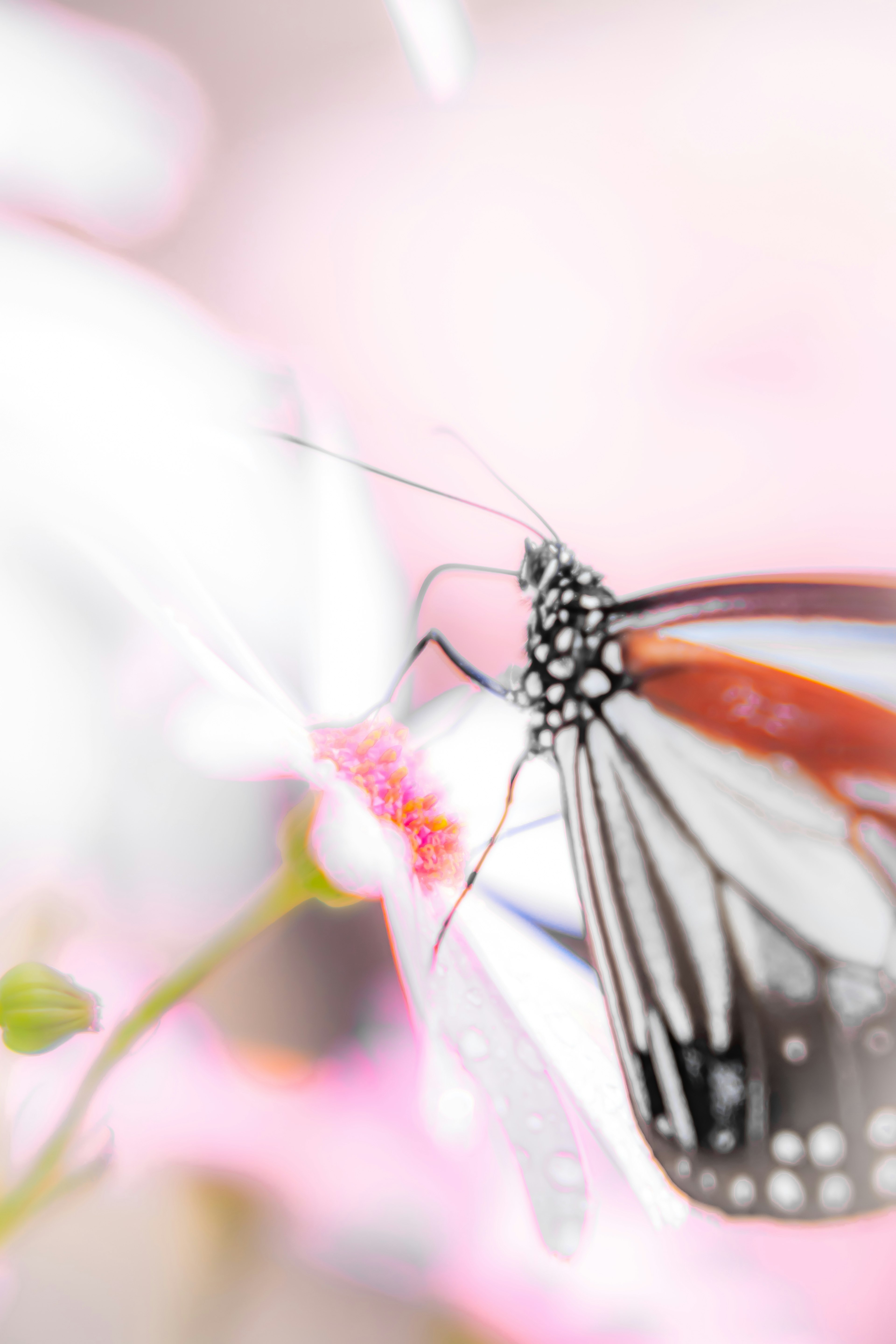 Foto de cerca de una mariposa en una flor blanca