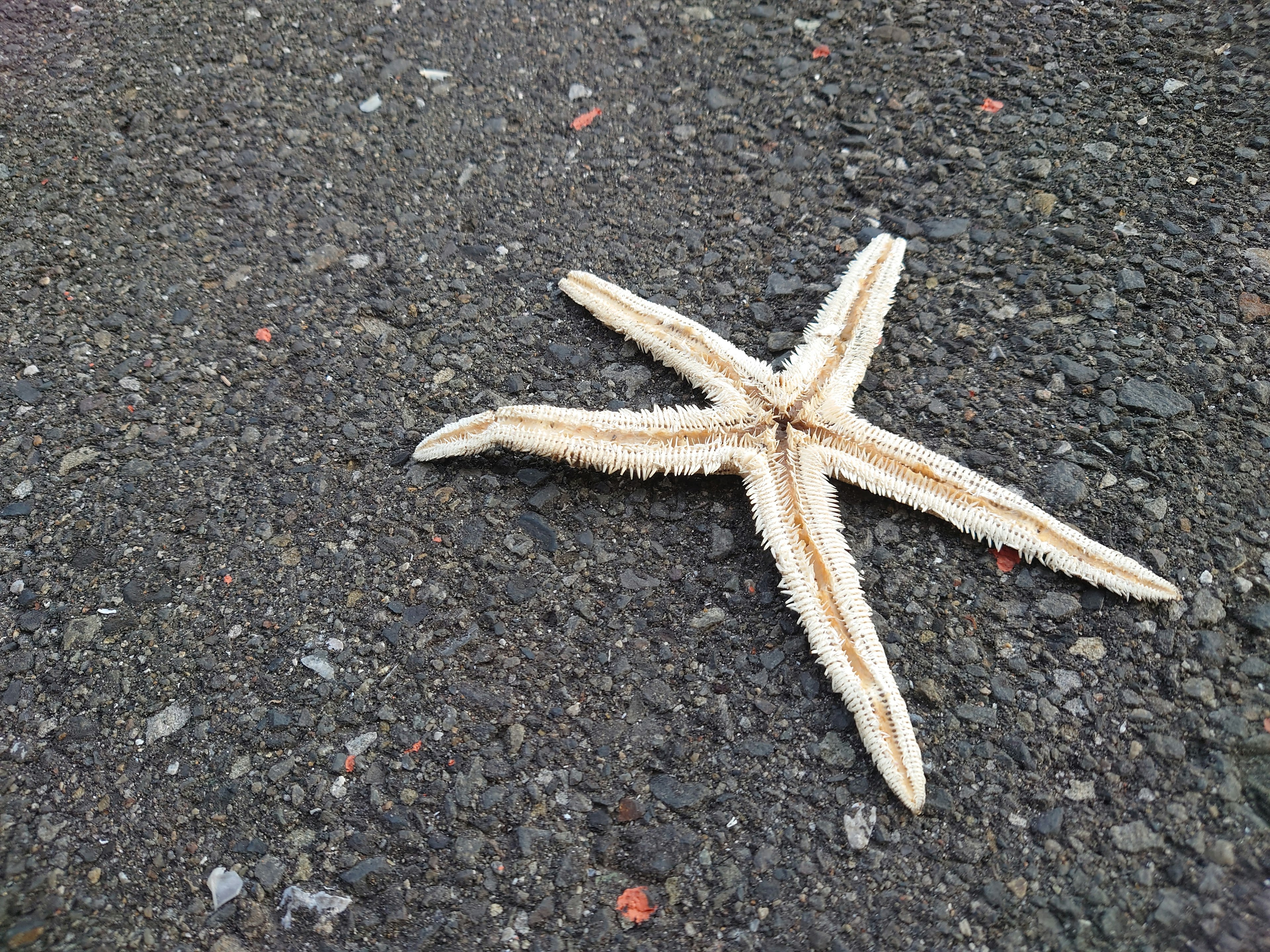 Bintang laut di tanah