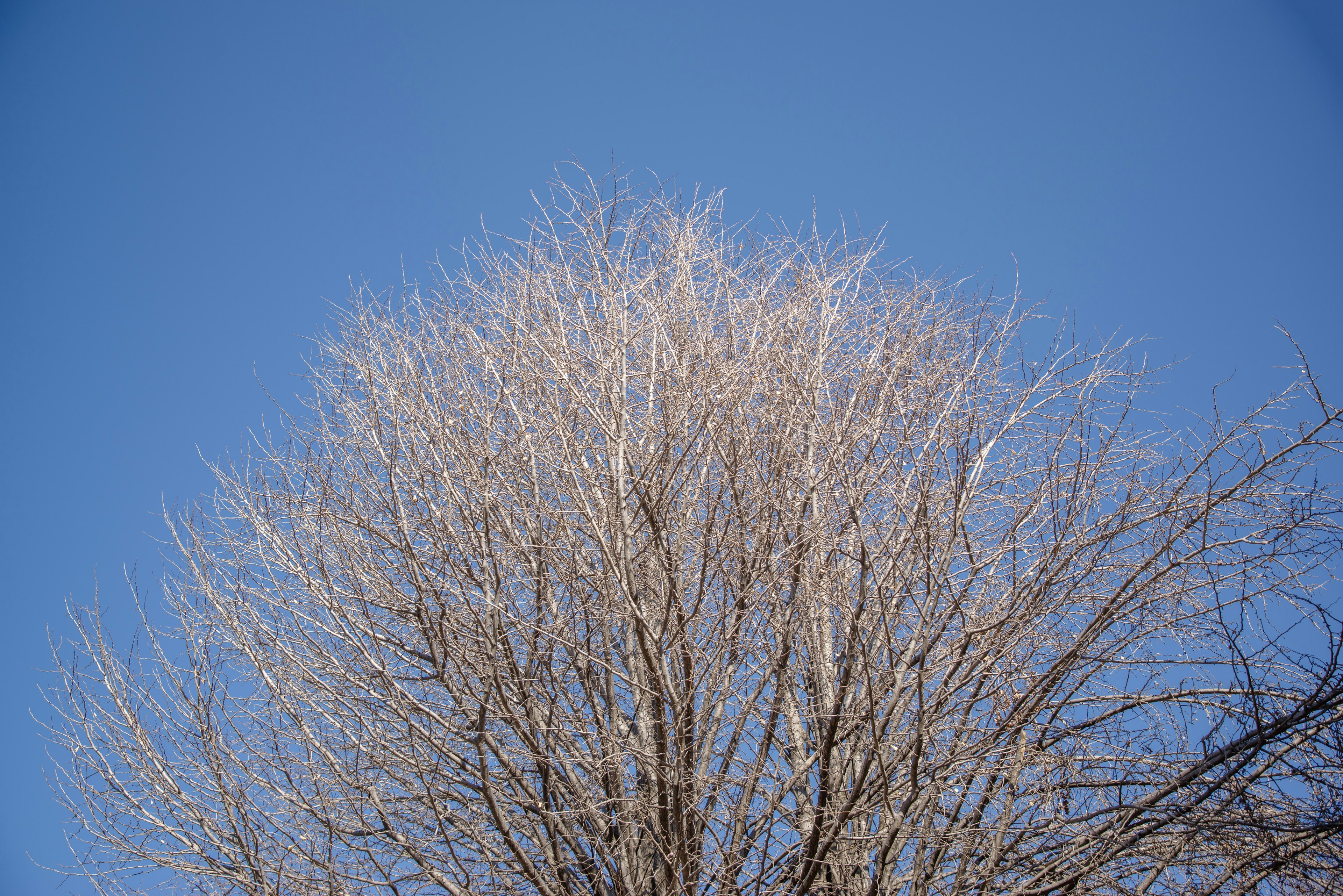 Winter tree branches against a clear blue sky