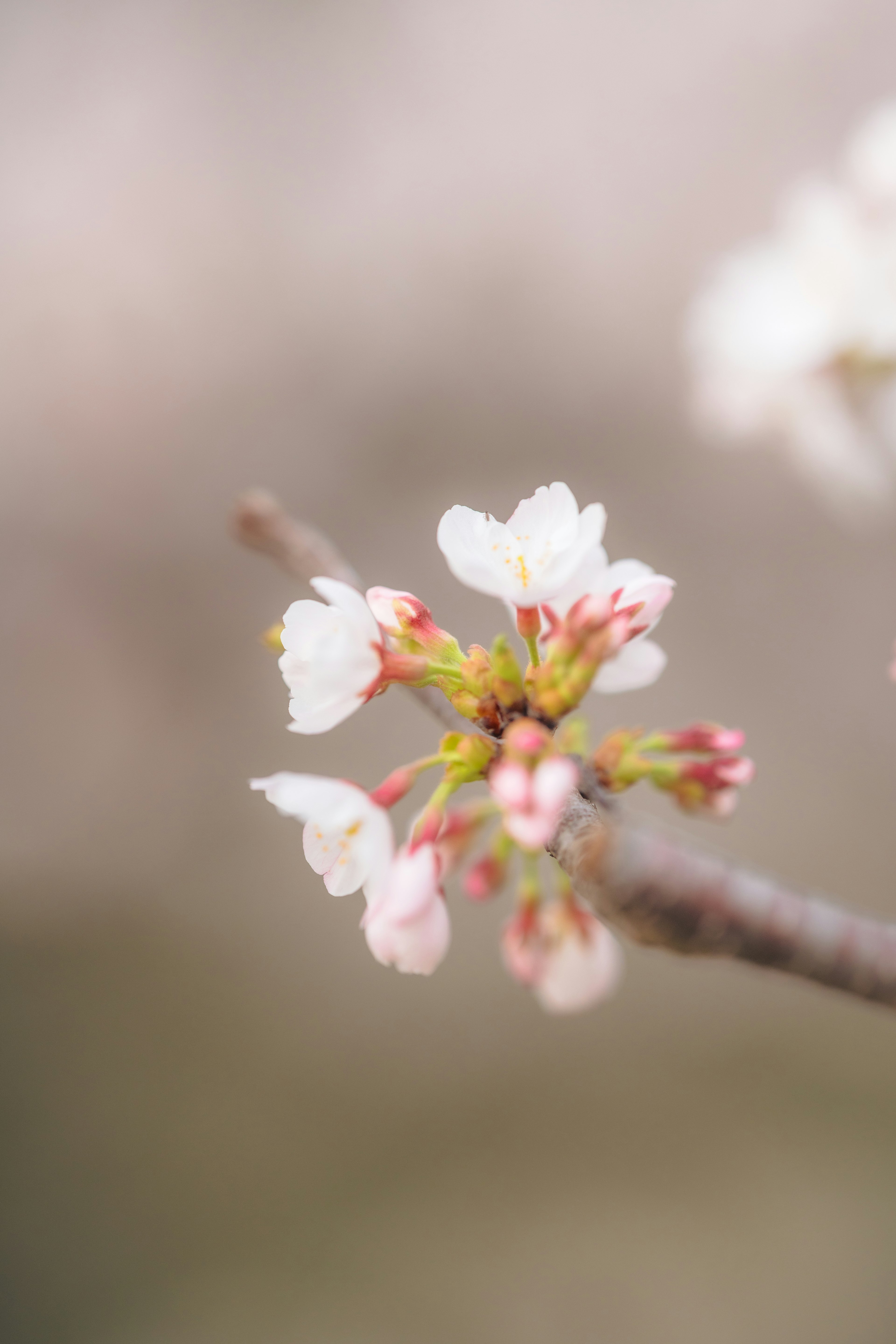 Primo piano di fiori di ciliegio con petali bianchi e gemme rosa