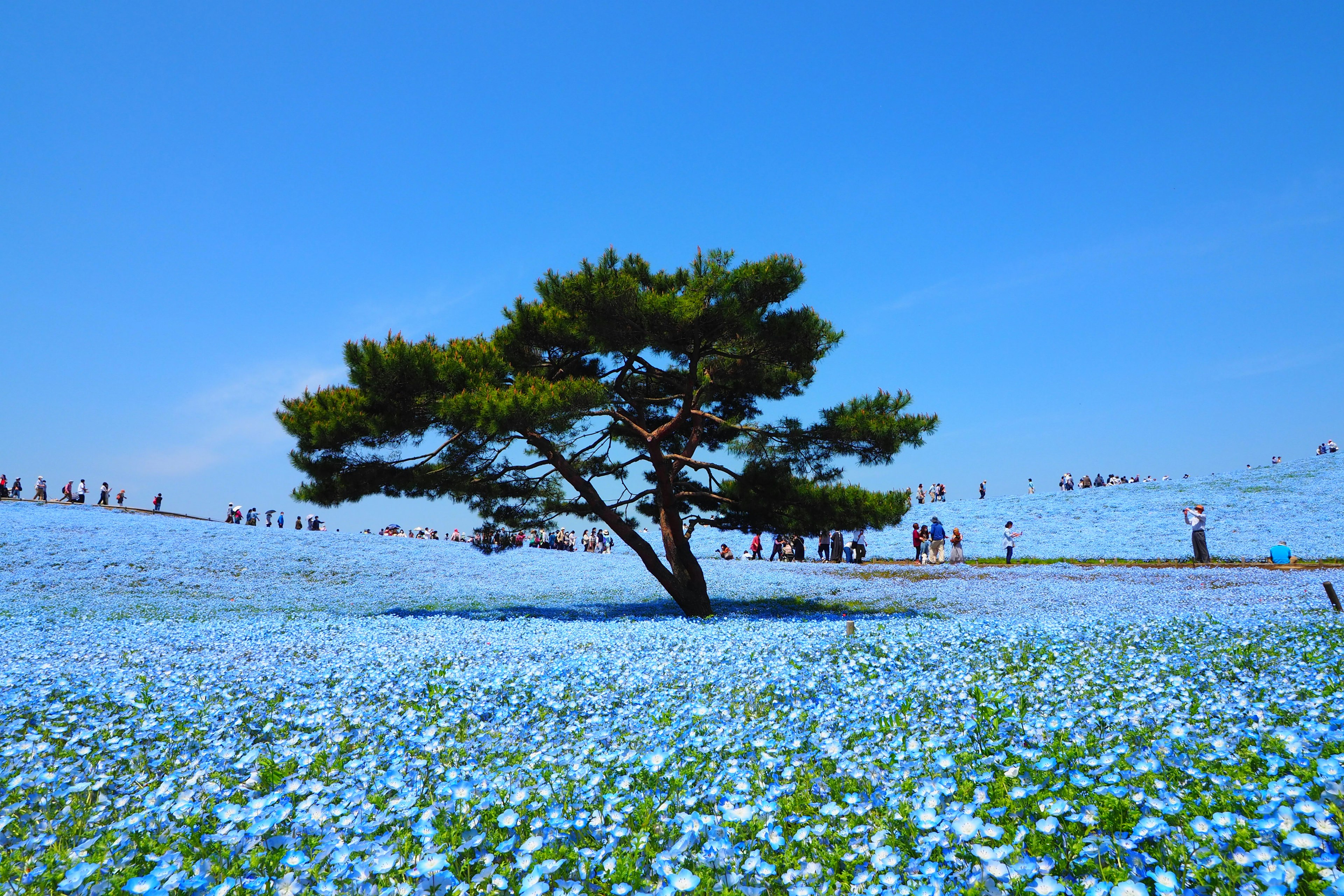 A single tree standing amidst a sea of blue flowers with silhouettes of people