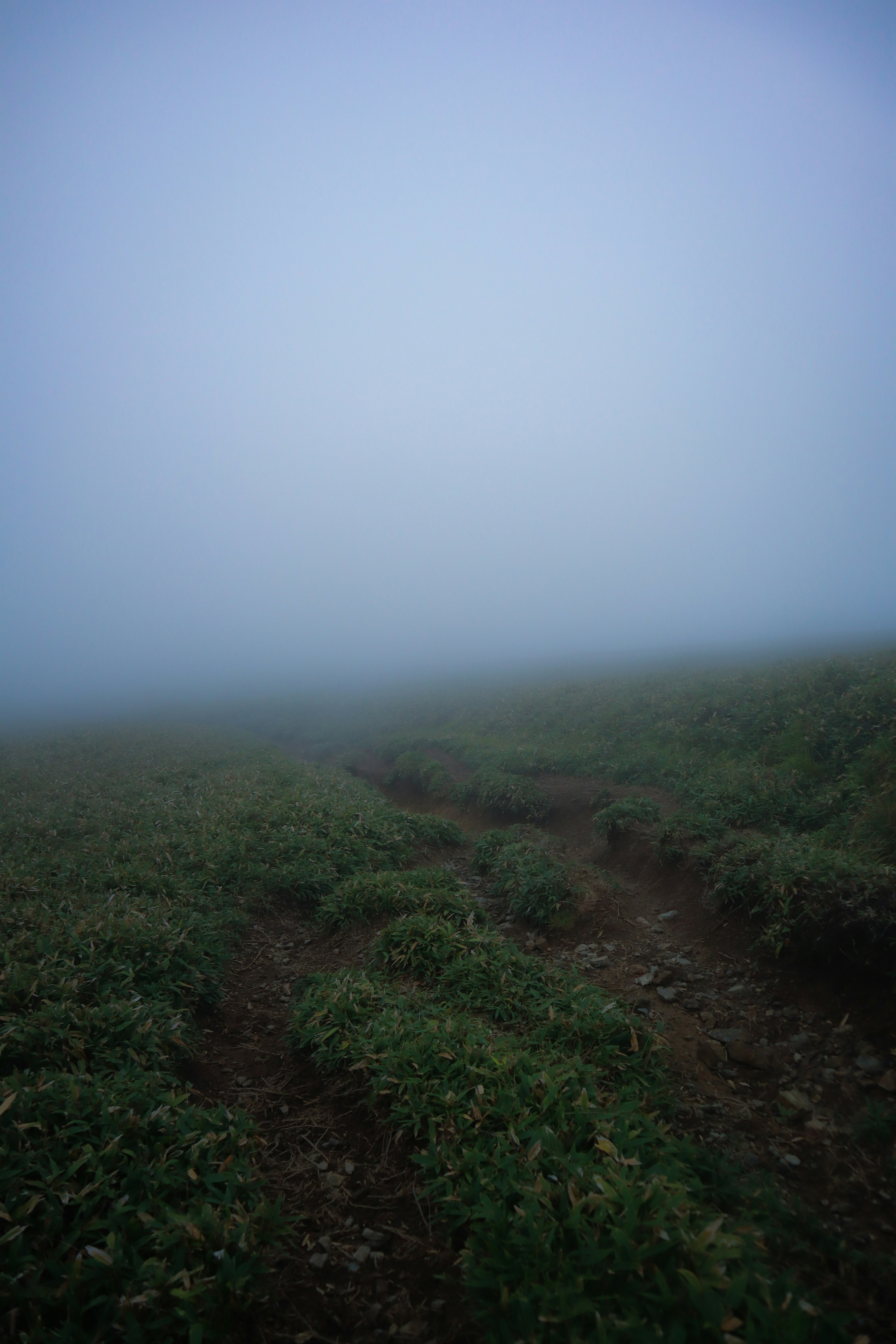 Paysage de prairie verte couvert de brouillard