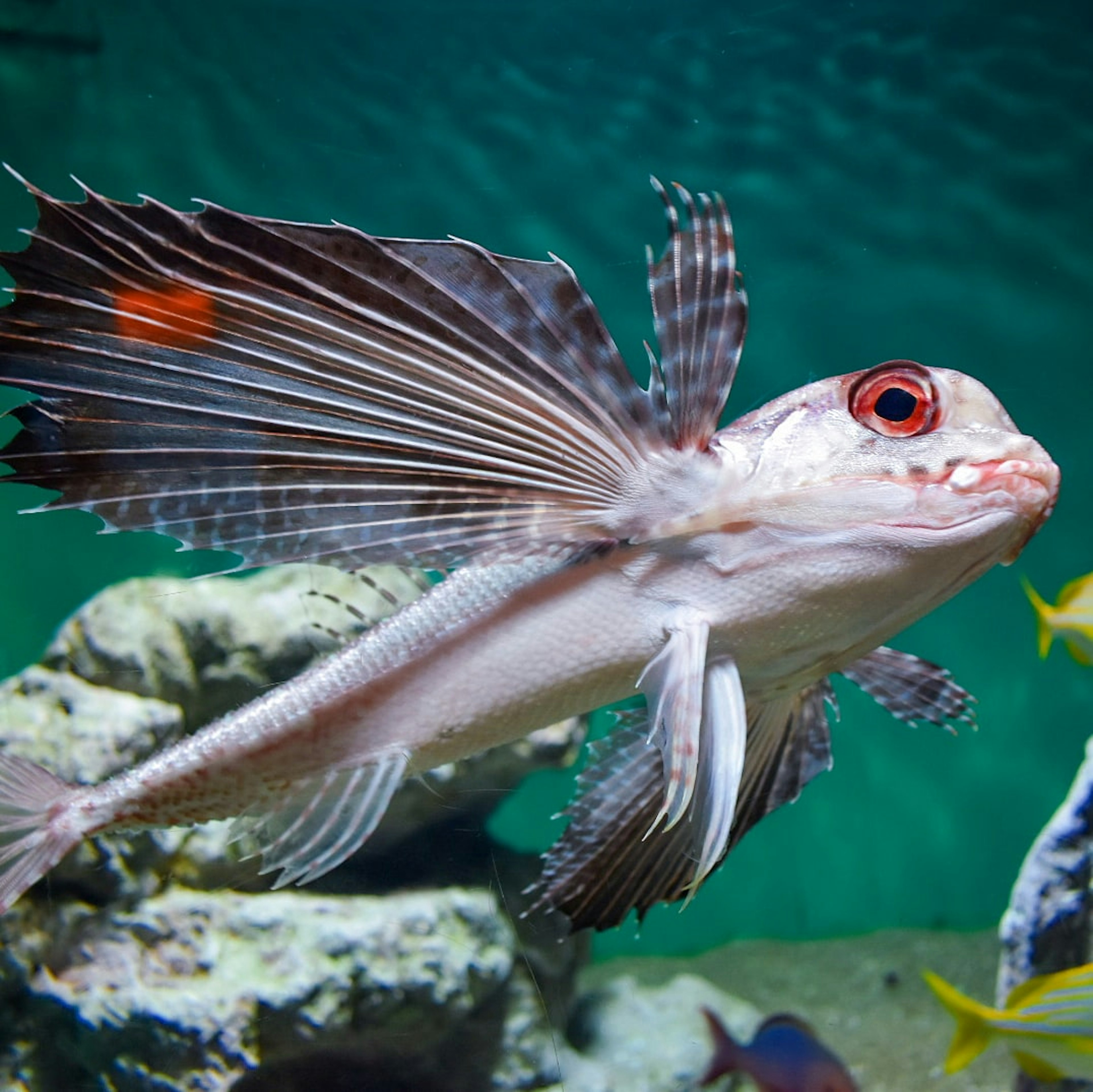 Un pesce con occhi rossi che nuota in acqua con pinne vivaci