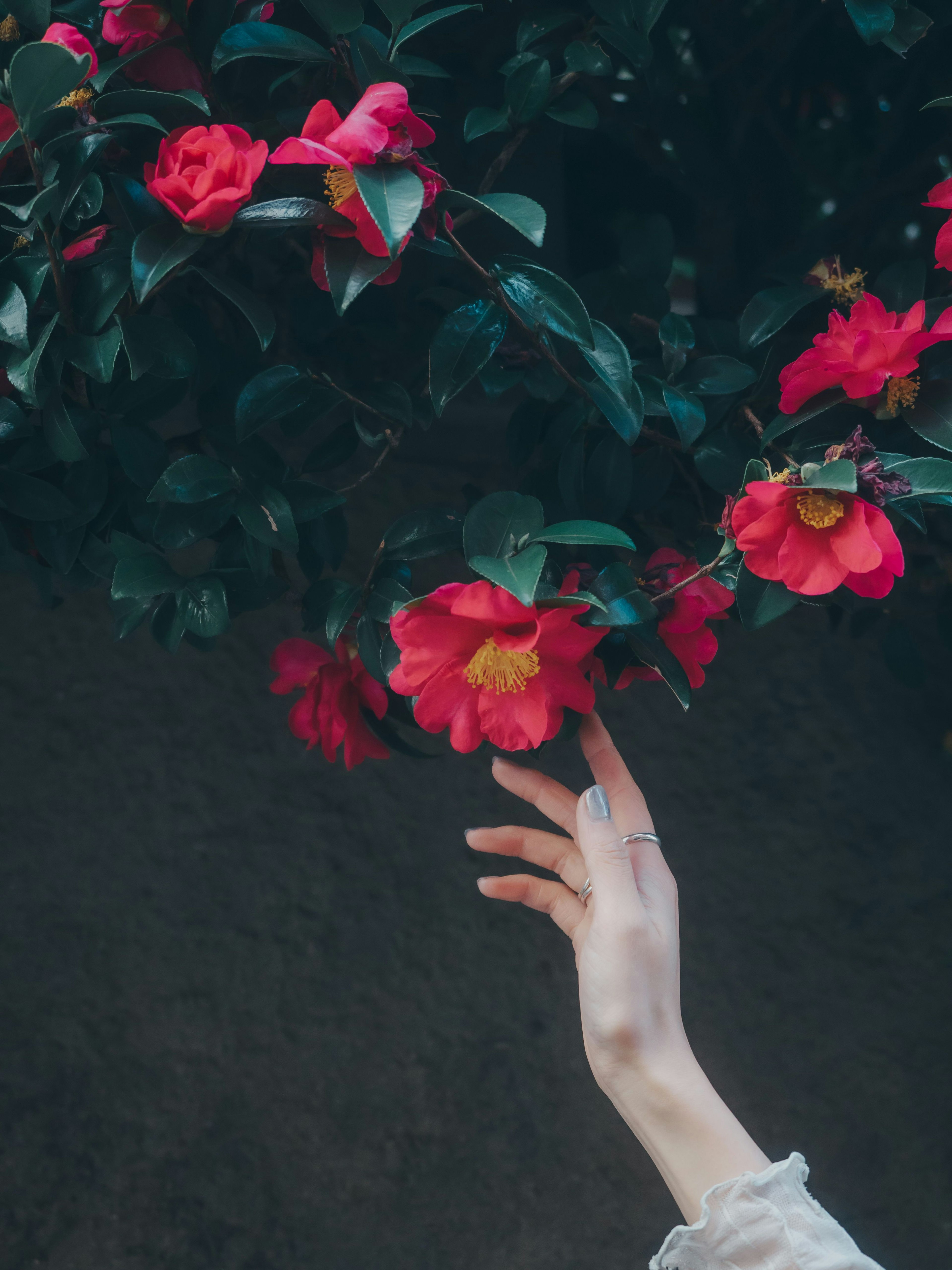 Primer plano de una mano alcanzando flores rojas y hojas verdes