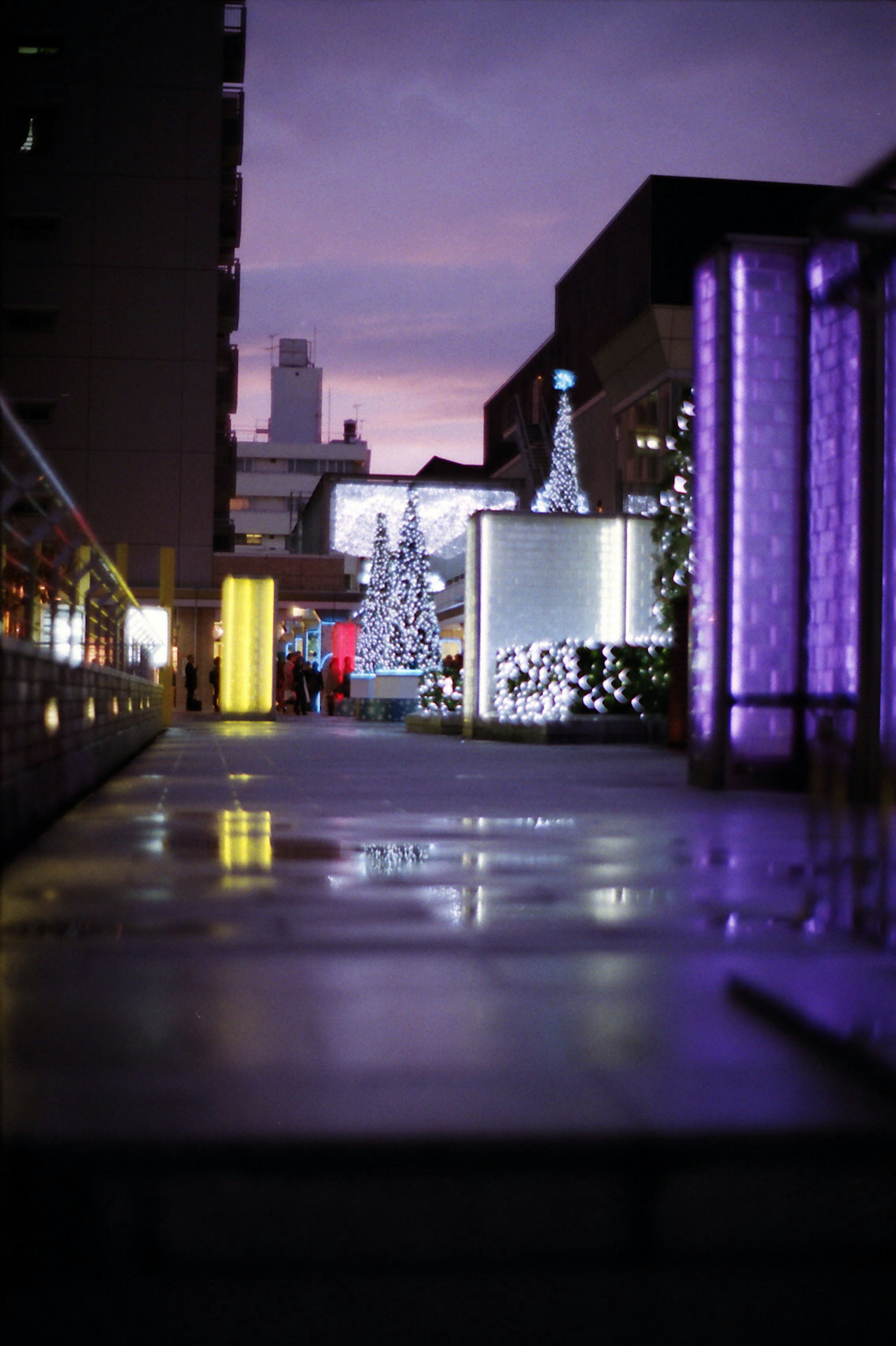 Scena serale con luci viola che illuminano un marciapiede con alberi di Natale e decorazioni