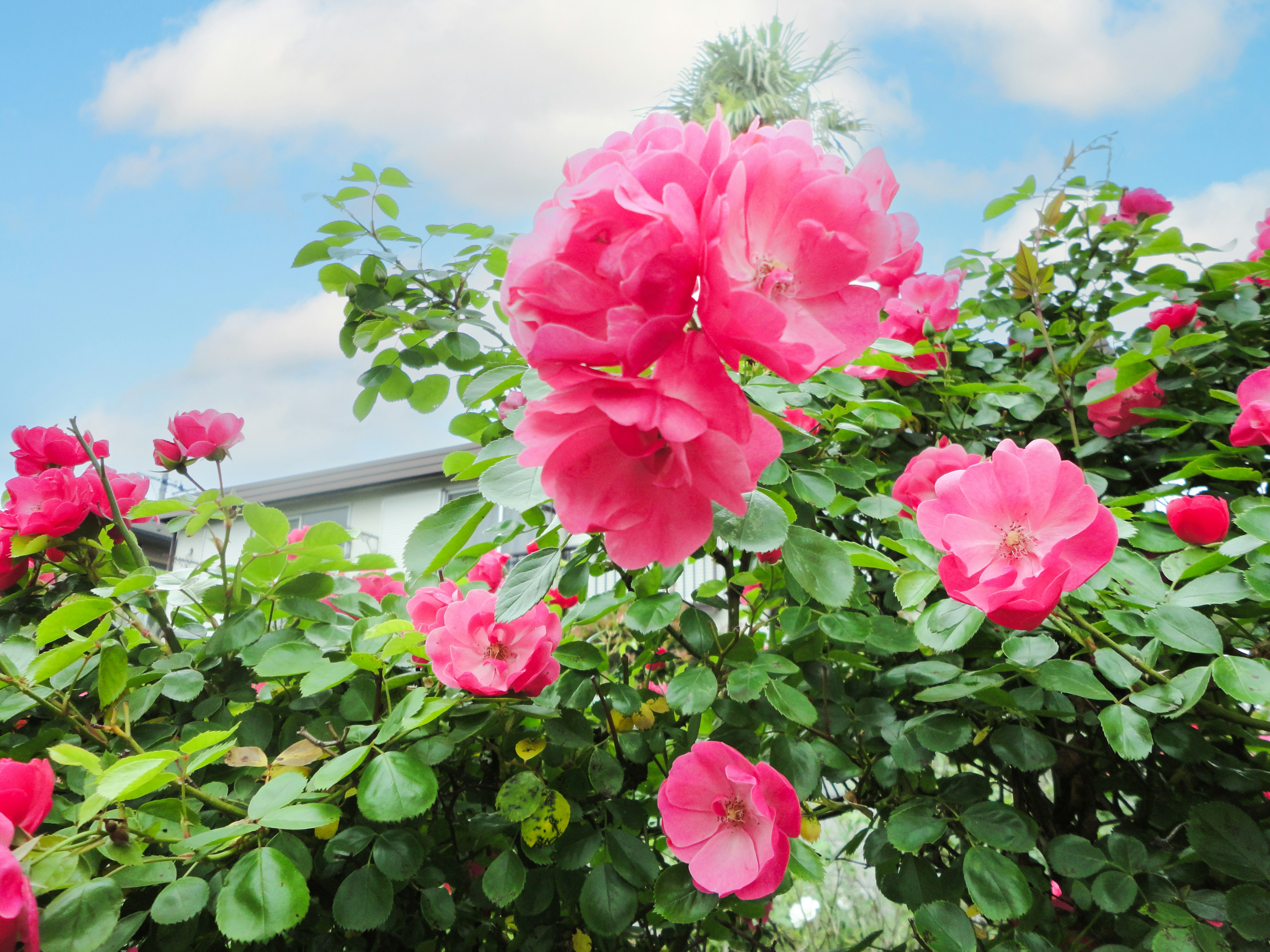 Vibrant pink roses blooming among lush green leaves against a blue sky