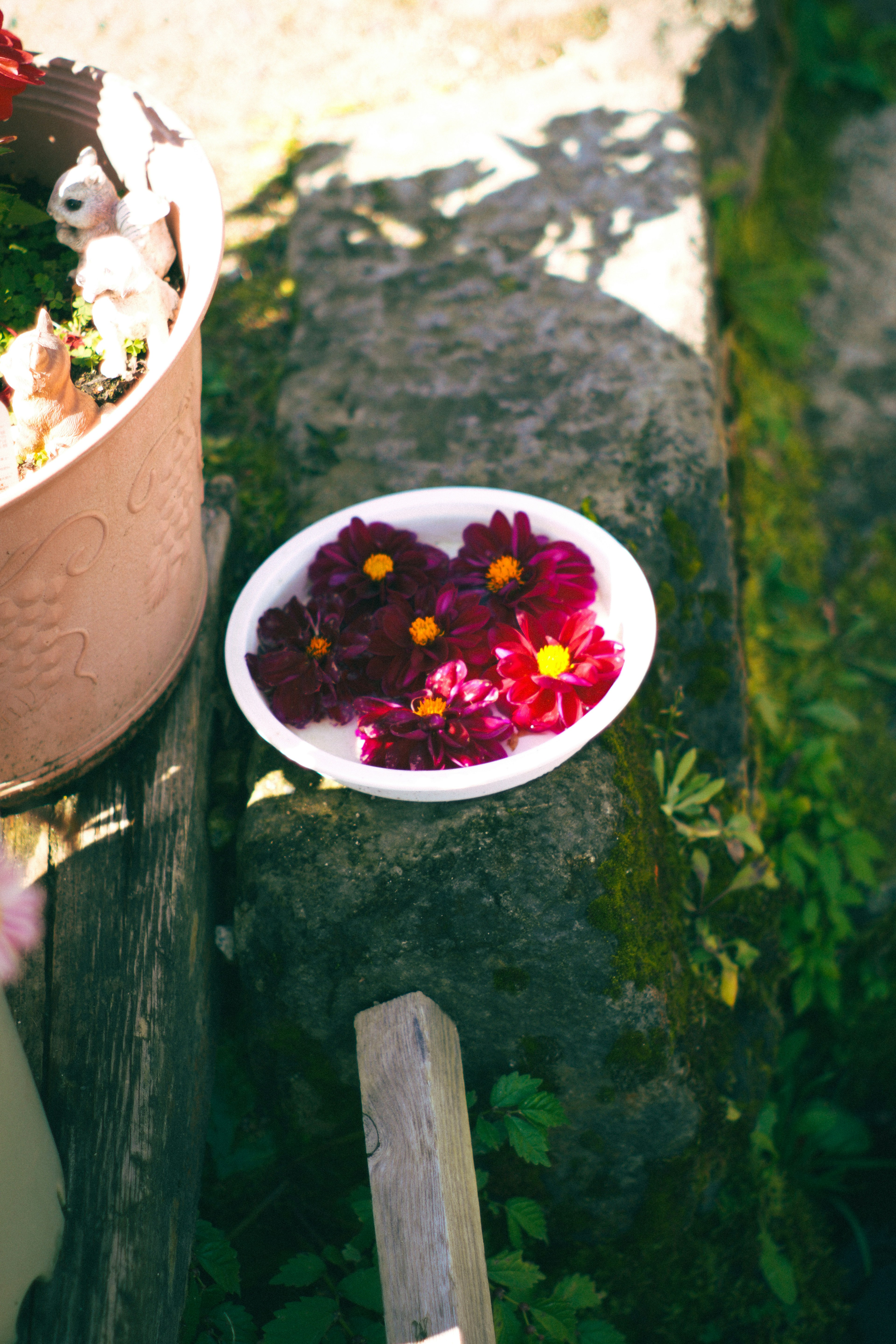 Un piatto bianco con fiori rosa scuro e centri gialli