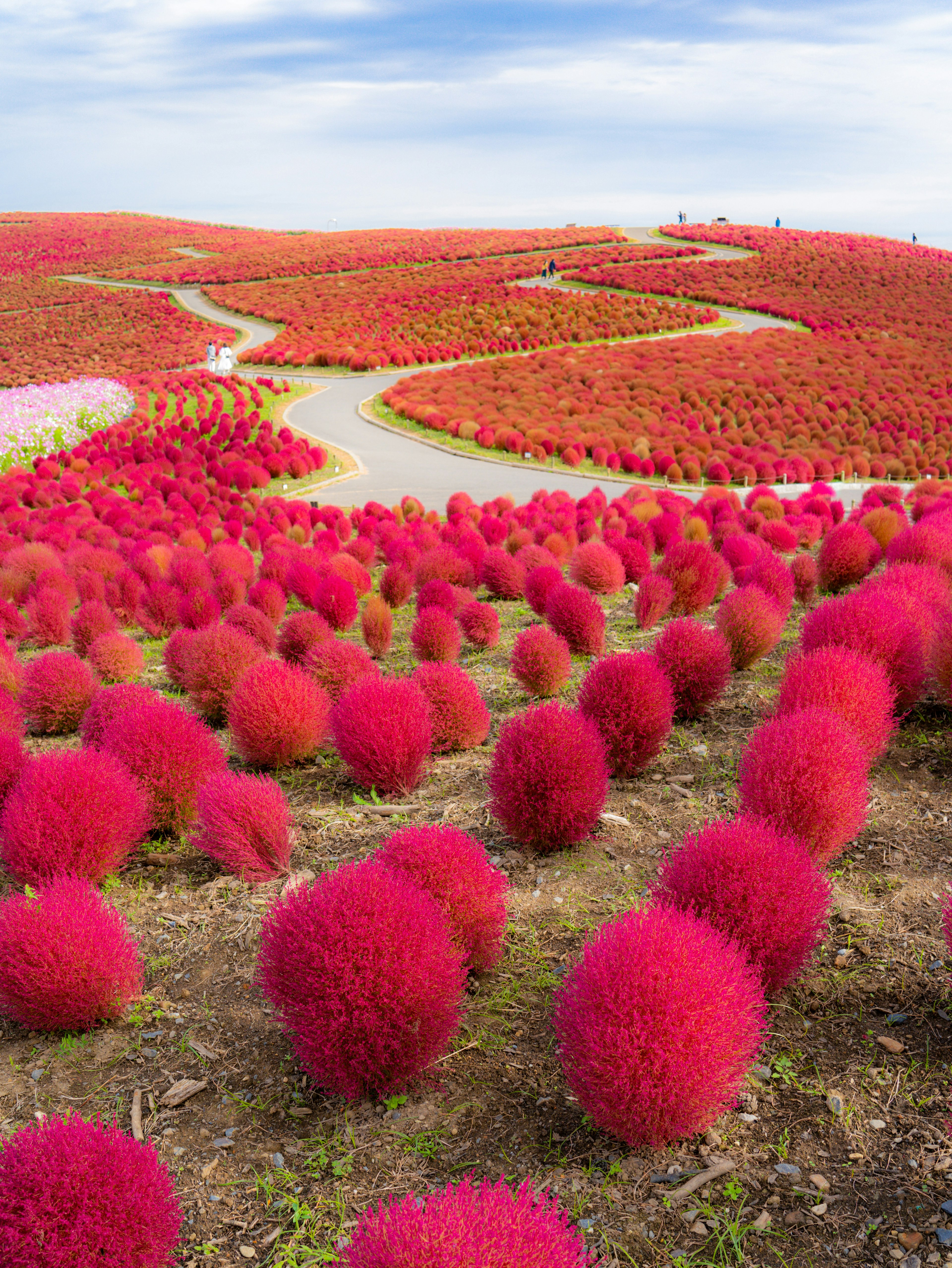 Lebendige Landschaft mit roten Kochia-Pflanzen in einem Park