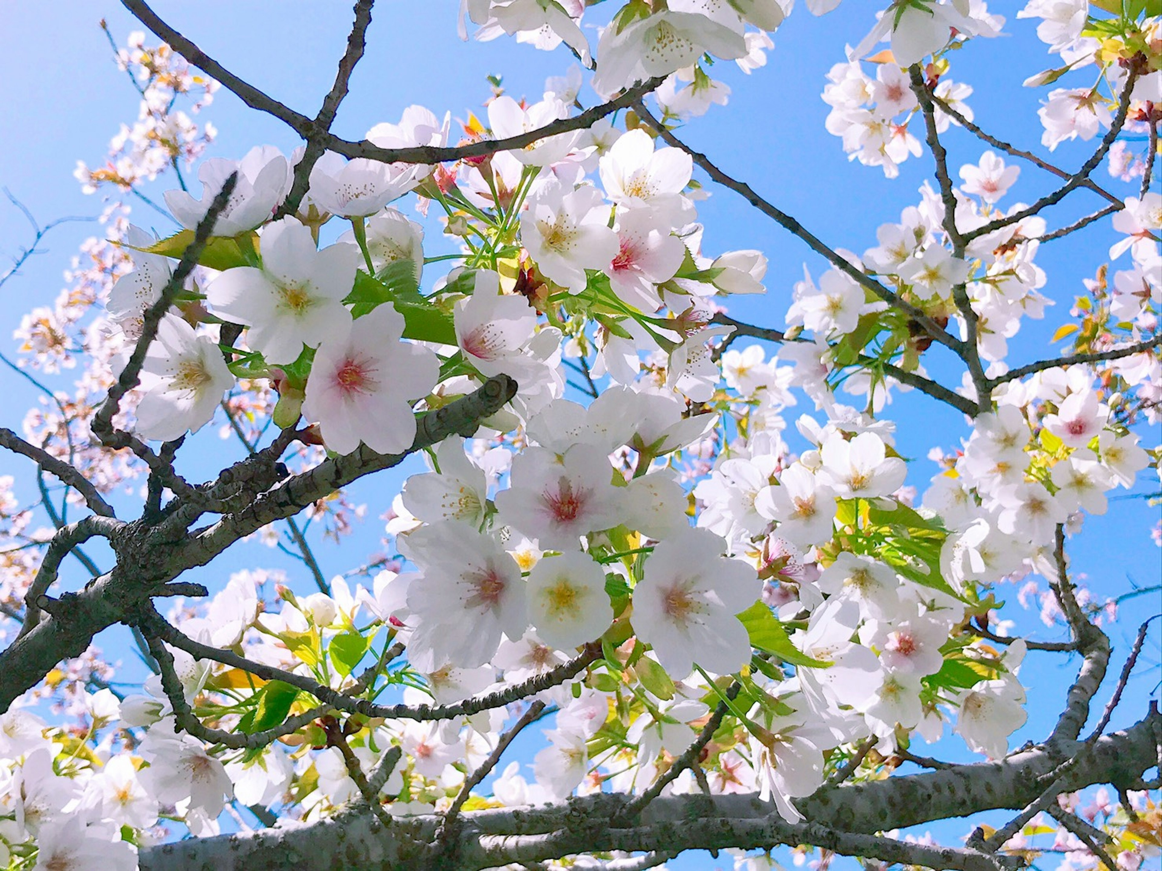 Cherry blossoms blooming against a blue sky