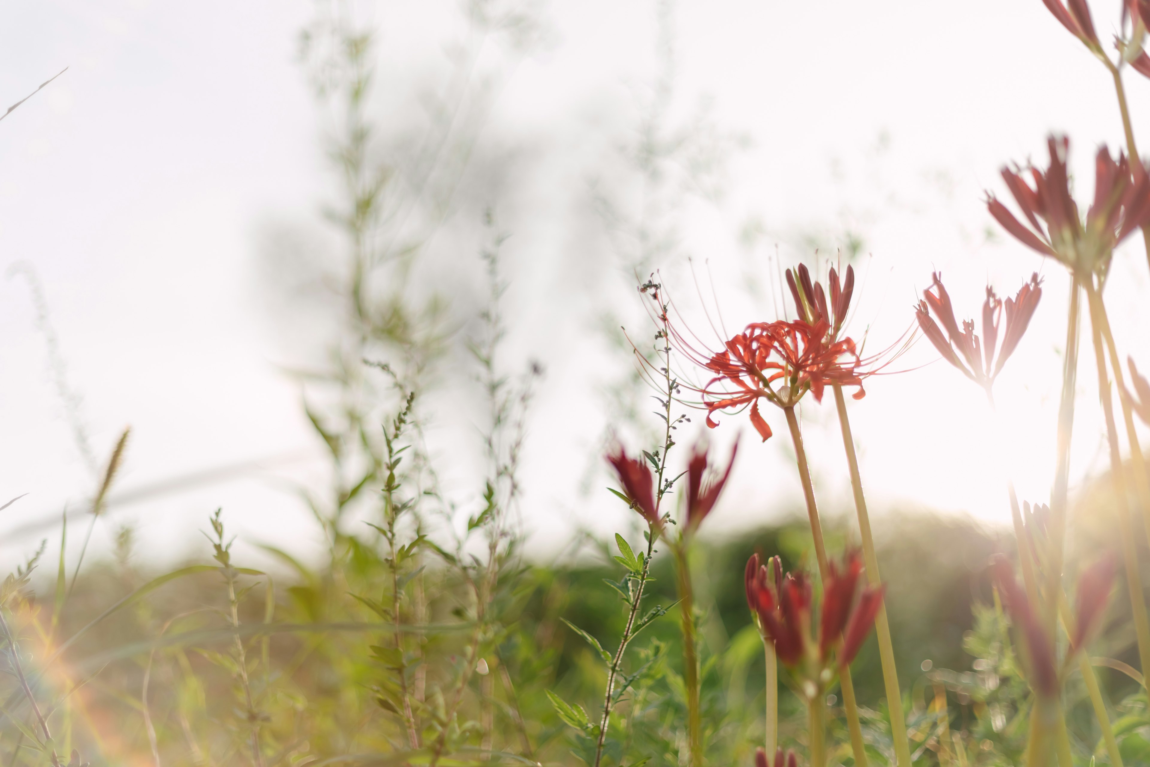 A photograph of red flowers amidst green grass with a soft focus