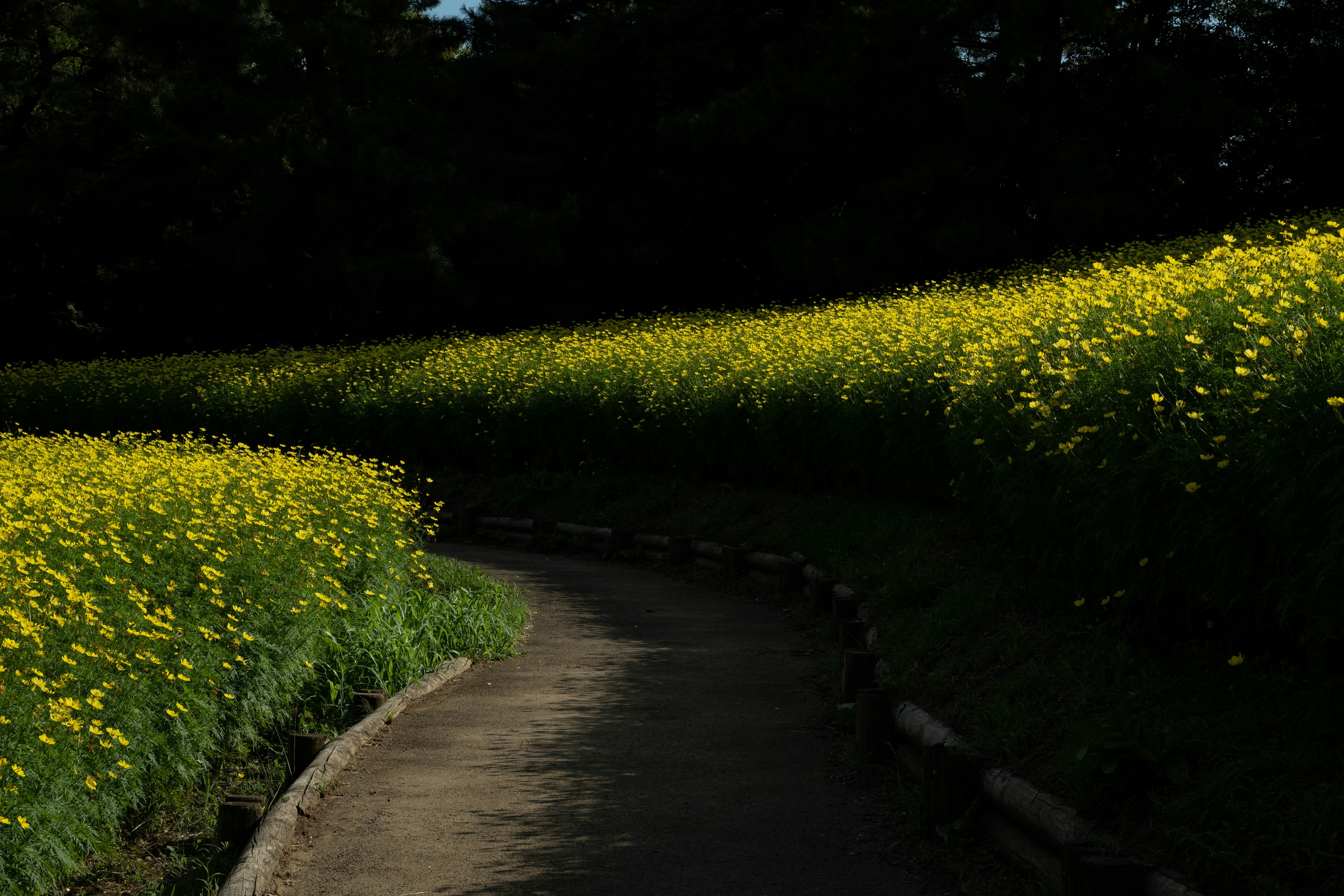 緑の道に囲まれた黄色い花畑の風景