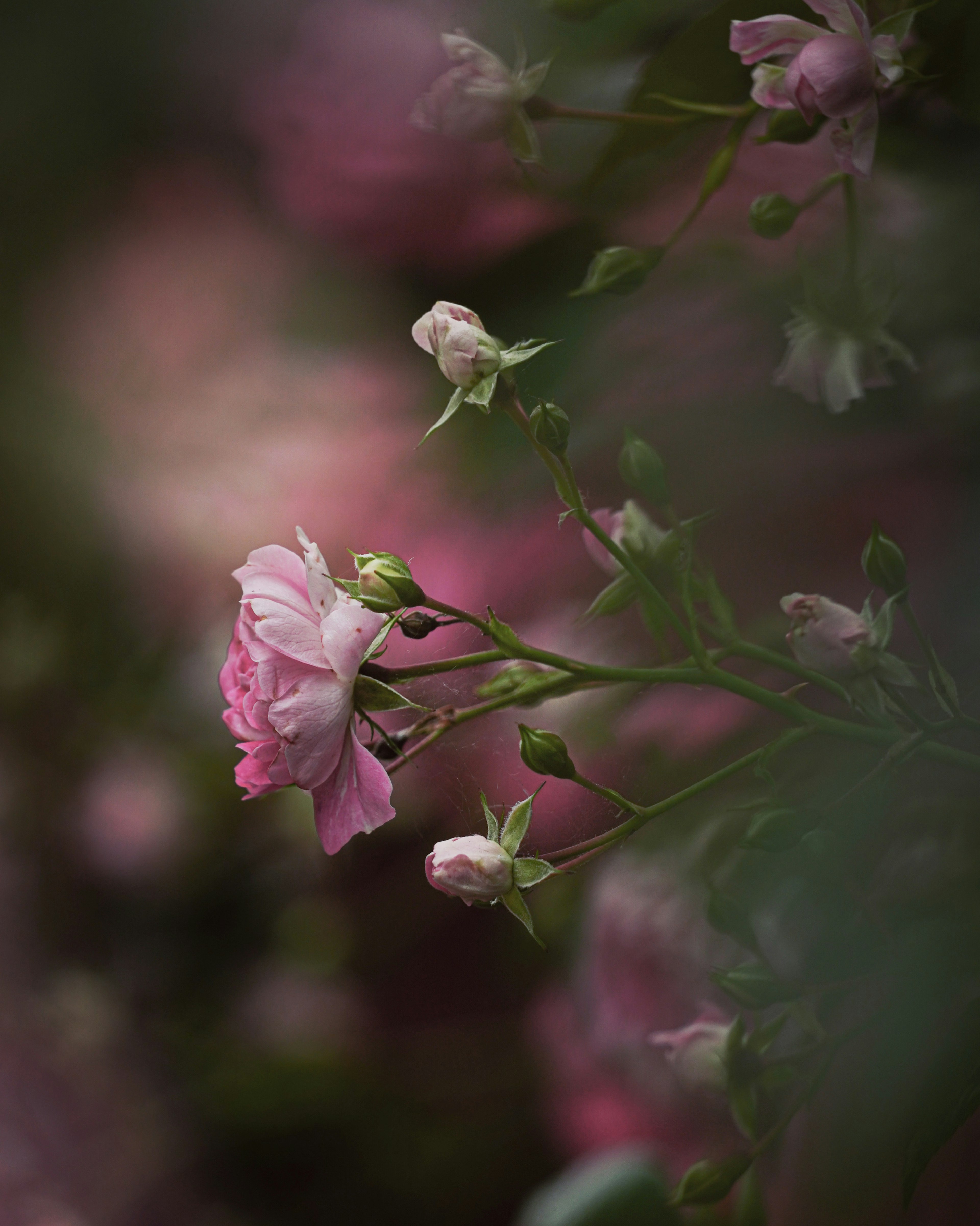 Gros plan de fleurs roses douces et de boutons sur un fond flou