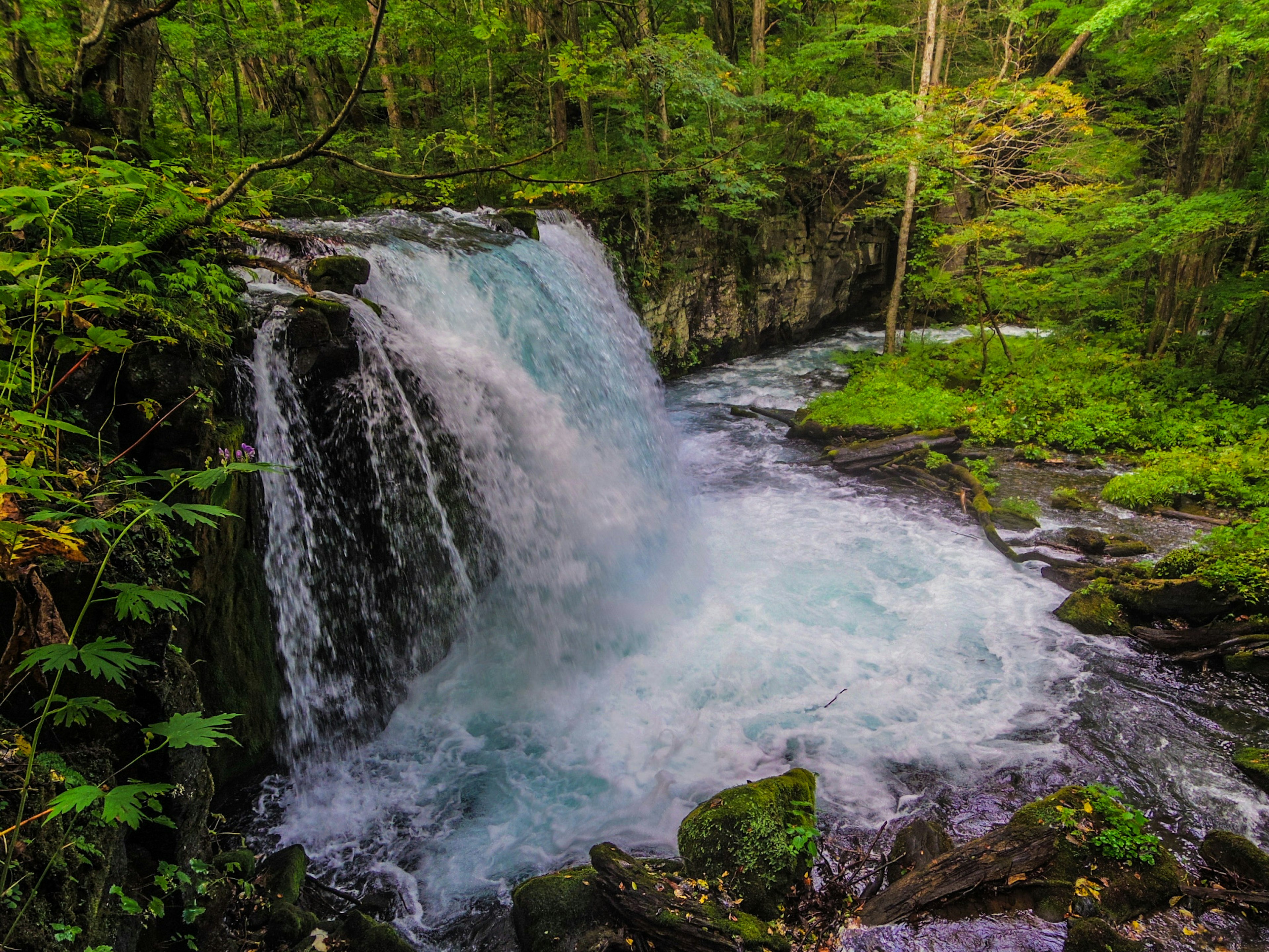 Una cascata in una foresta lussureggiante con acqua che scorre circondata da muschio verde vibrante