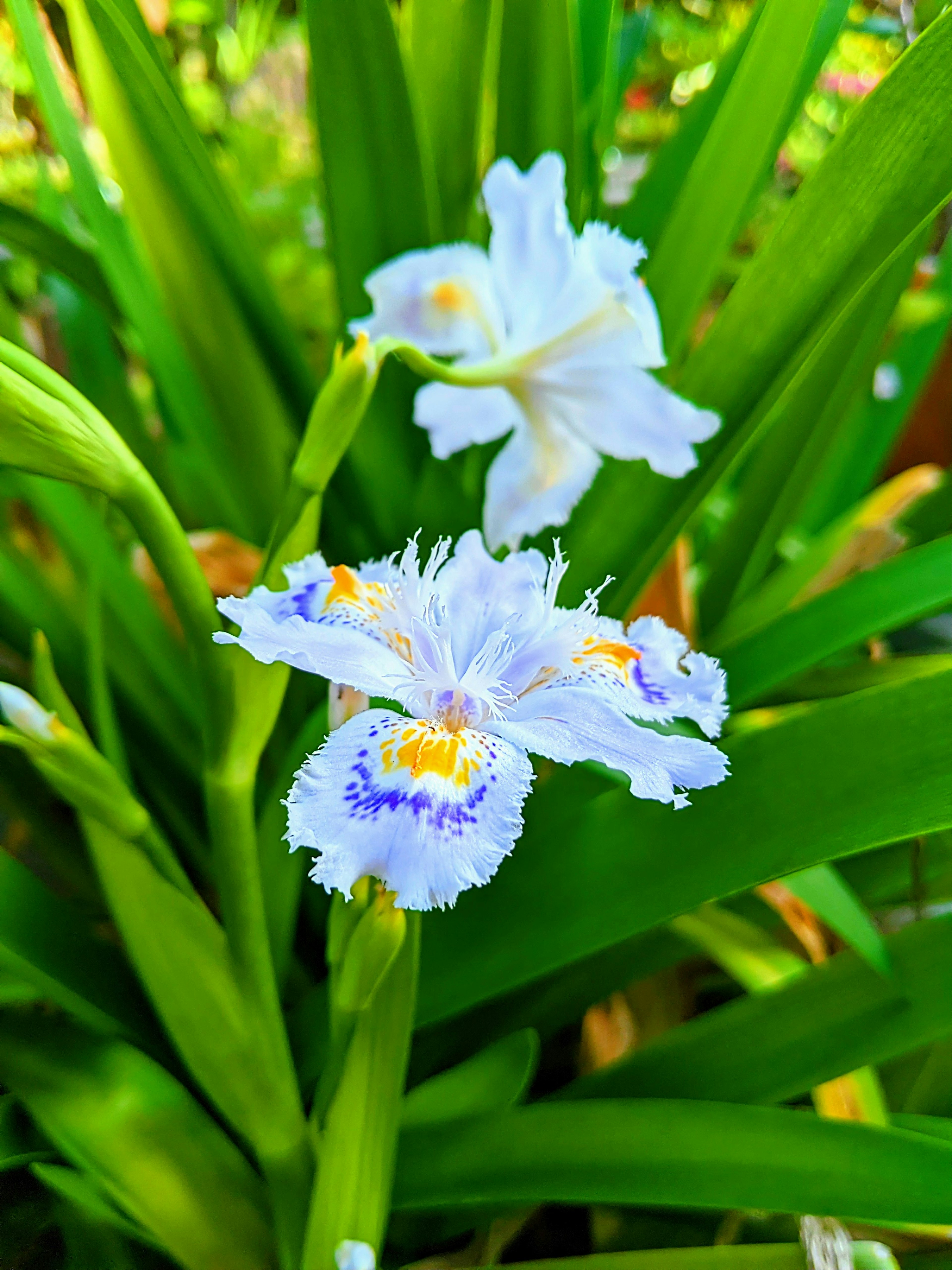 Weiße Blumen mit blauen Akzenten umgeben von grünen Blättern