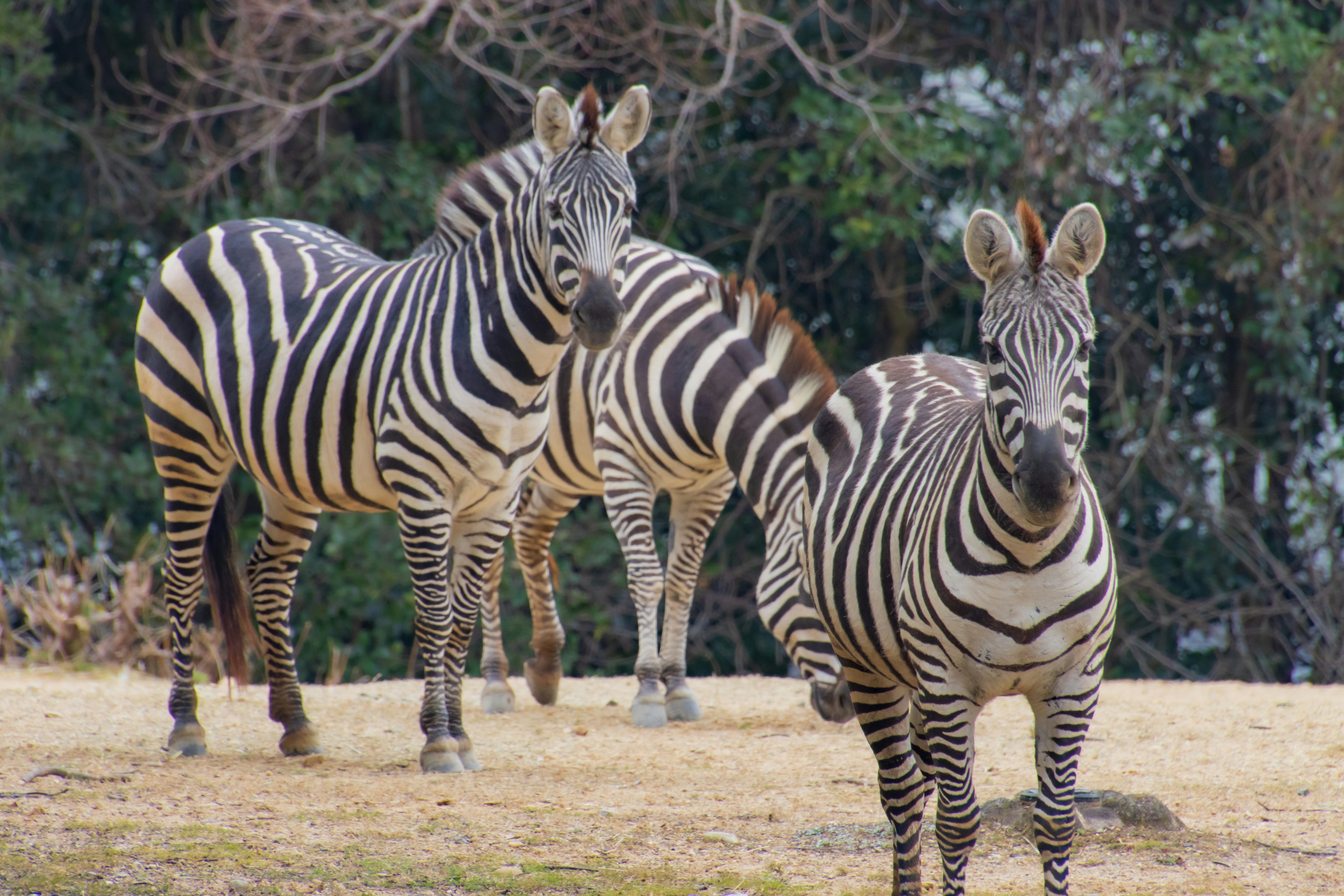 Eine Gruppe von Zebras, die in einem grasbewachsenen Bereich stehen