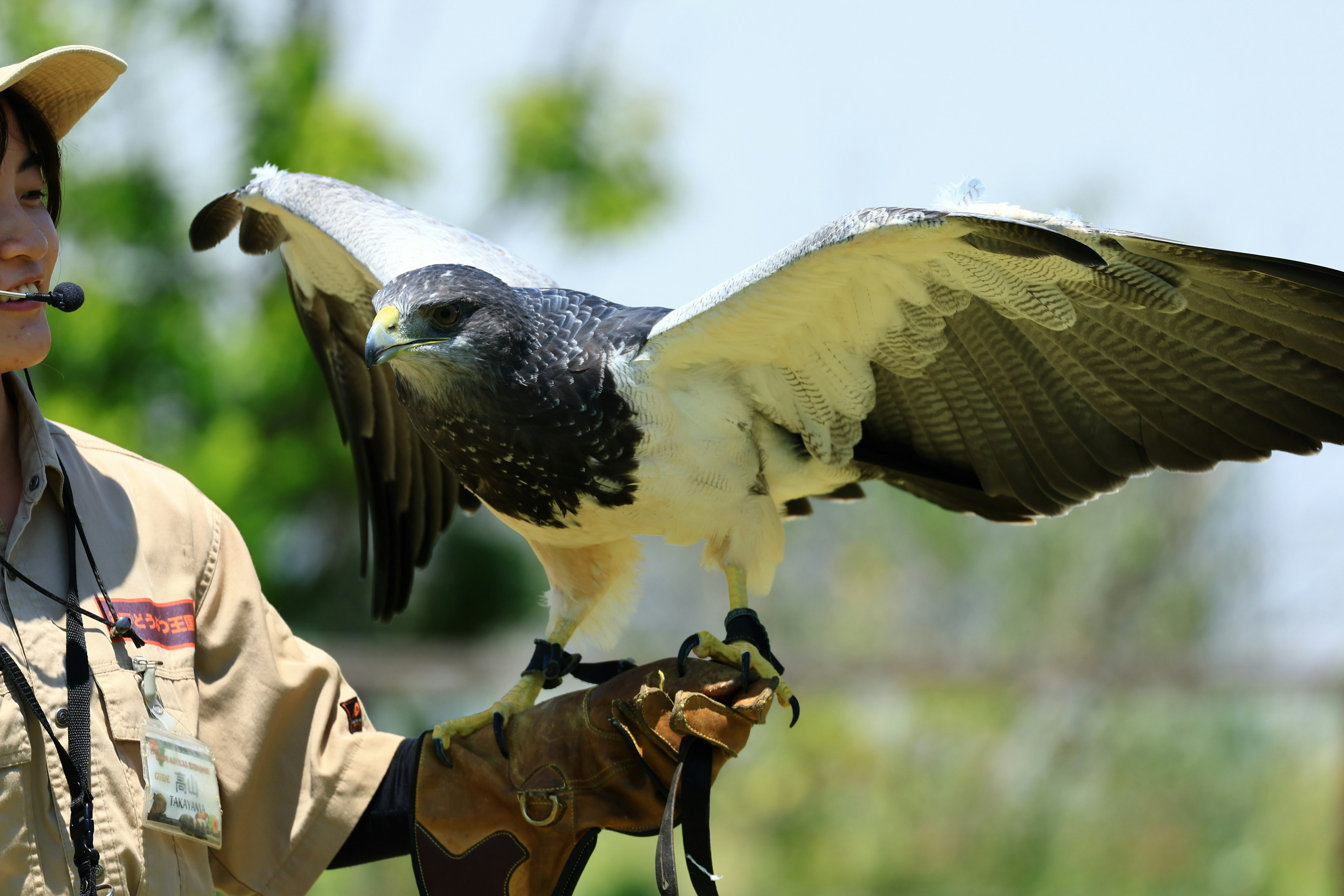 Falconiere che tiene un'aquila arpía con le ali spiegate