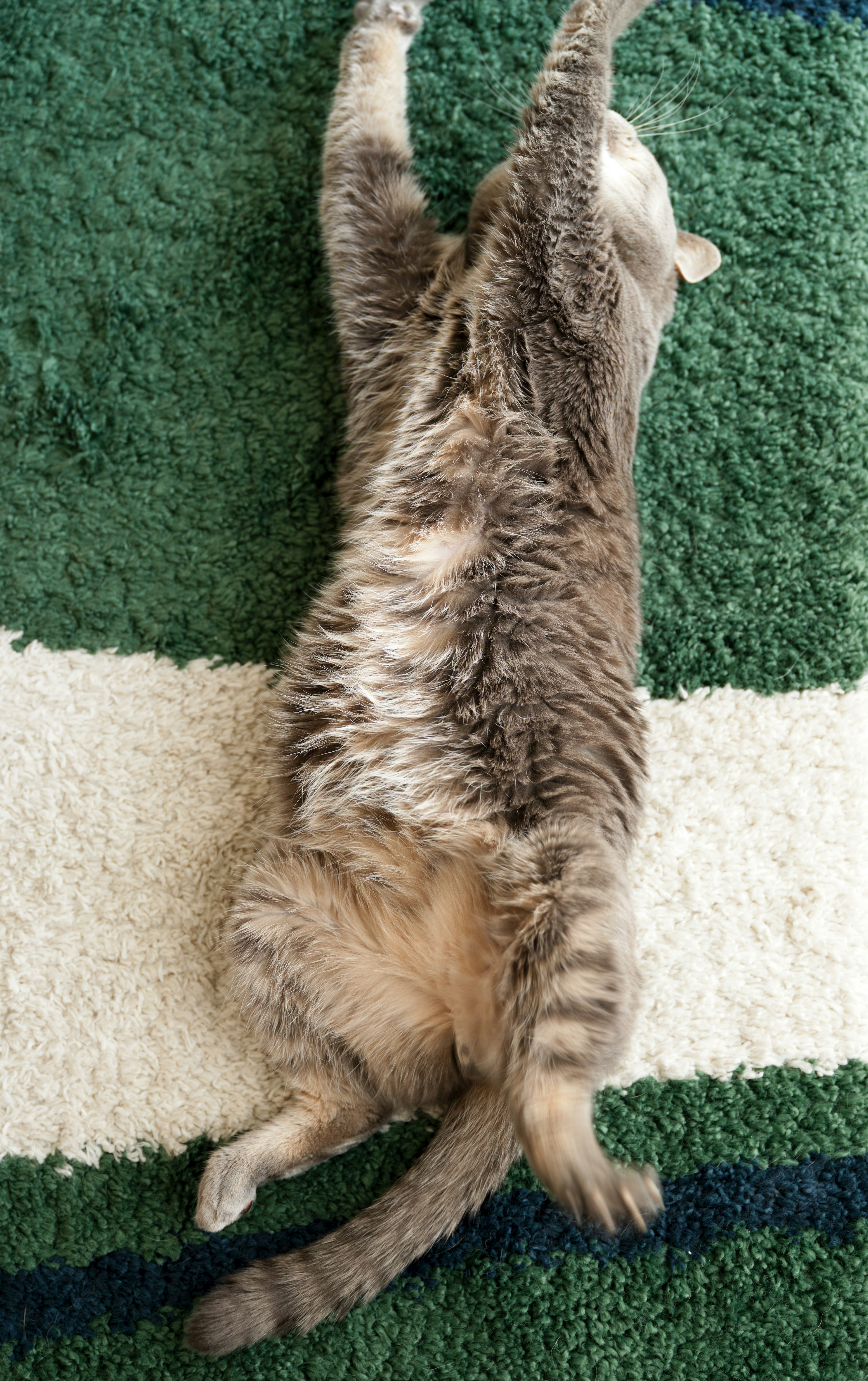 Relaxed cat stretching on a green carpet