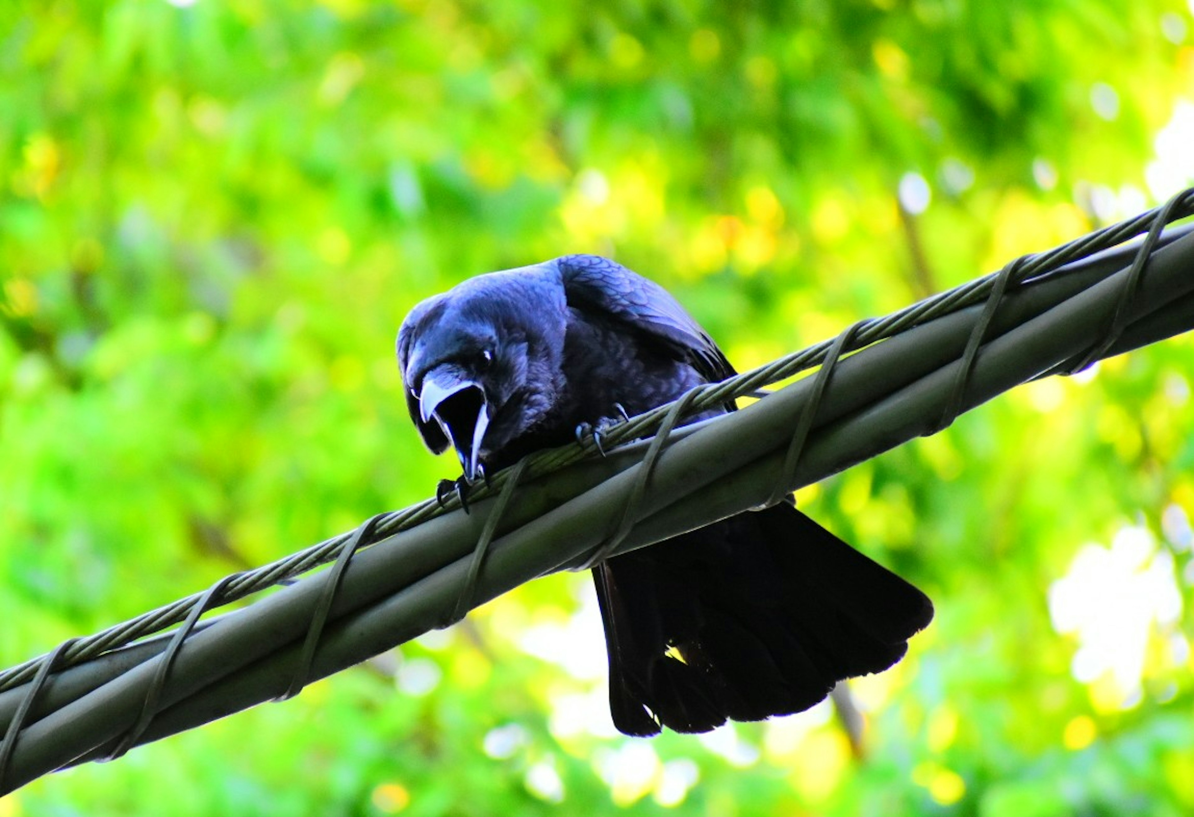 A black crow perched on a branch