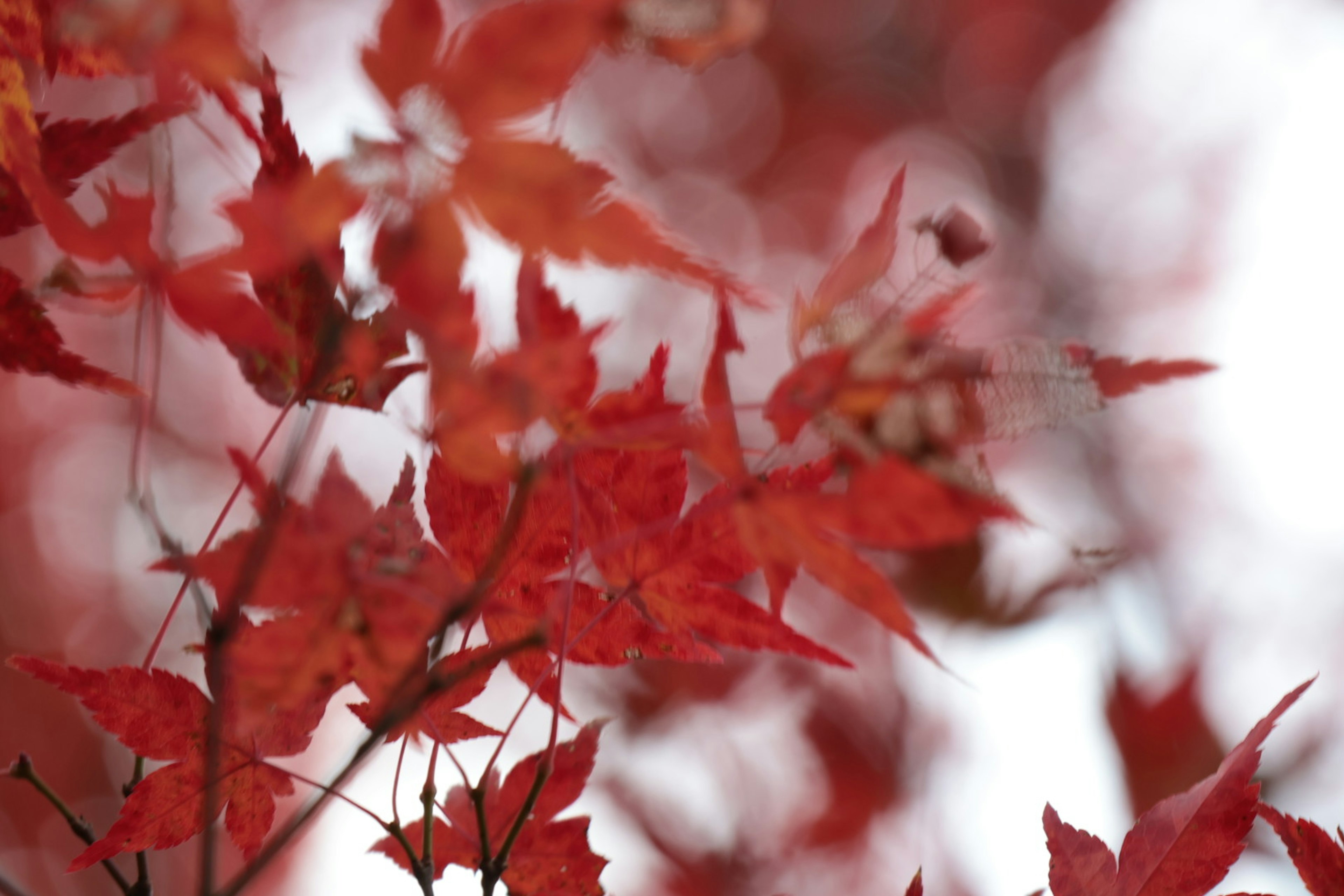 Vibrant red leaves swaying in the wind in an autumn scene