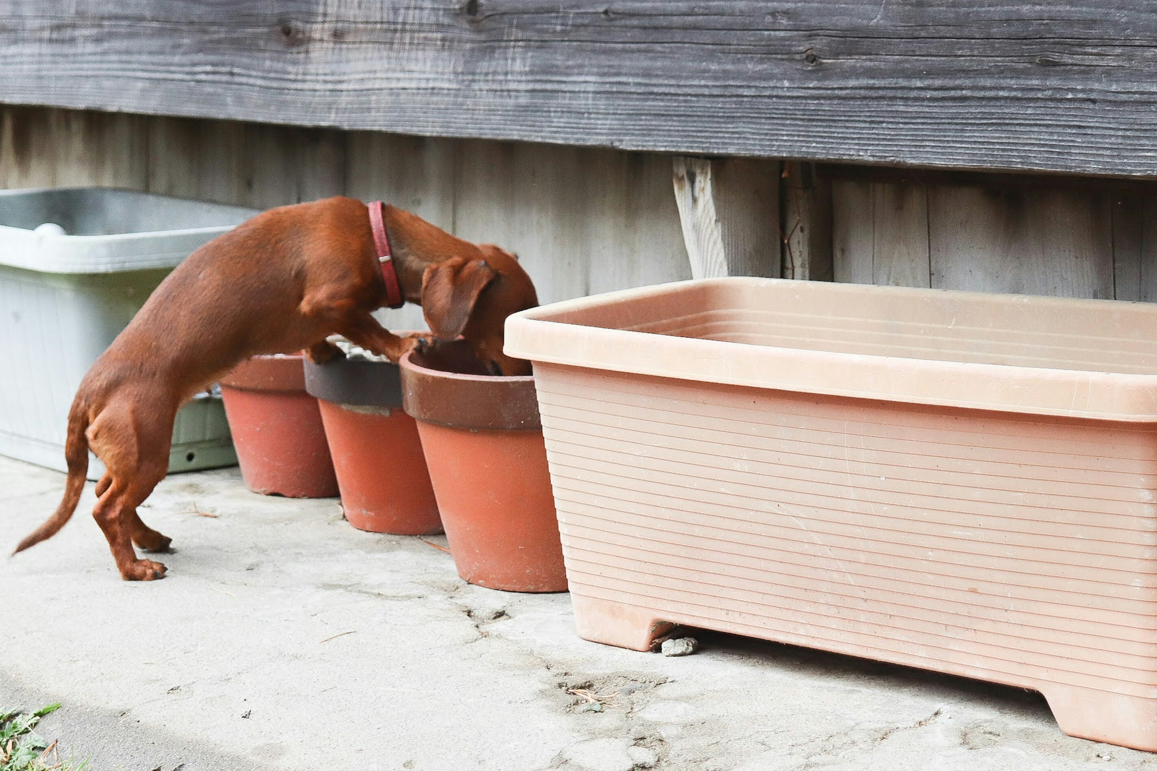 Kleiner Hund untersucht einen Blumentopf