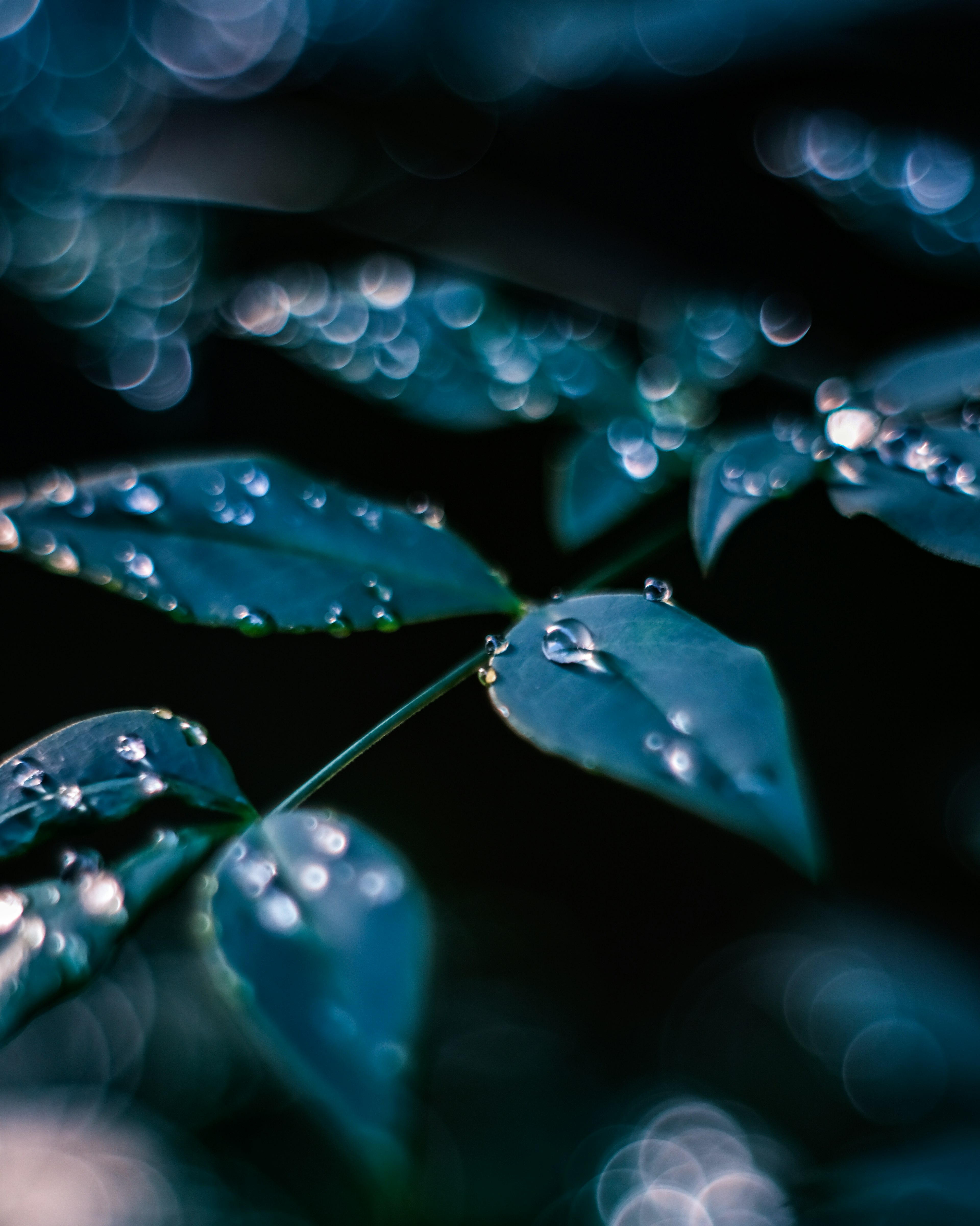 Gros plan de feuilles avec des gouttes d'eau sur un fond sombre