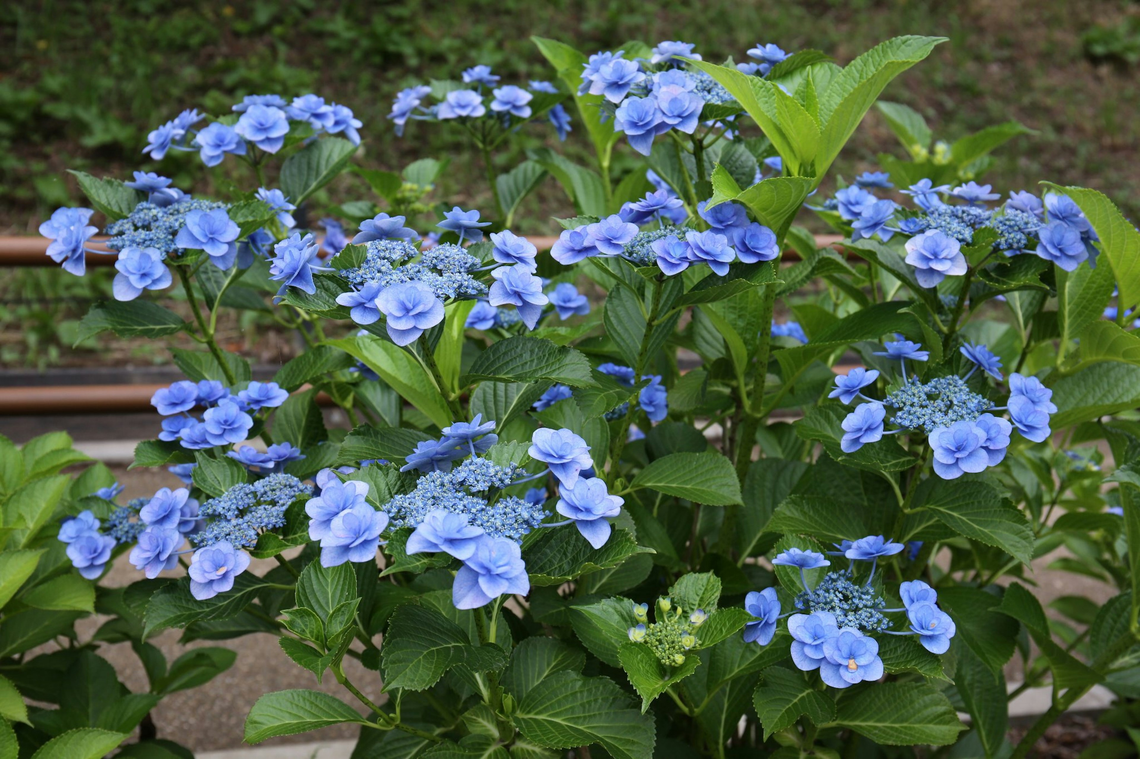 Primer plano de una planta con flores azules en flor