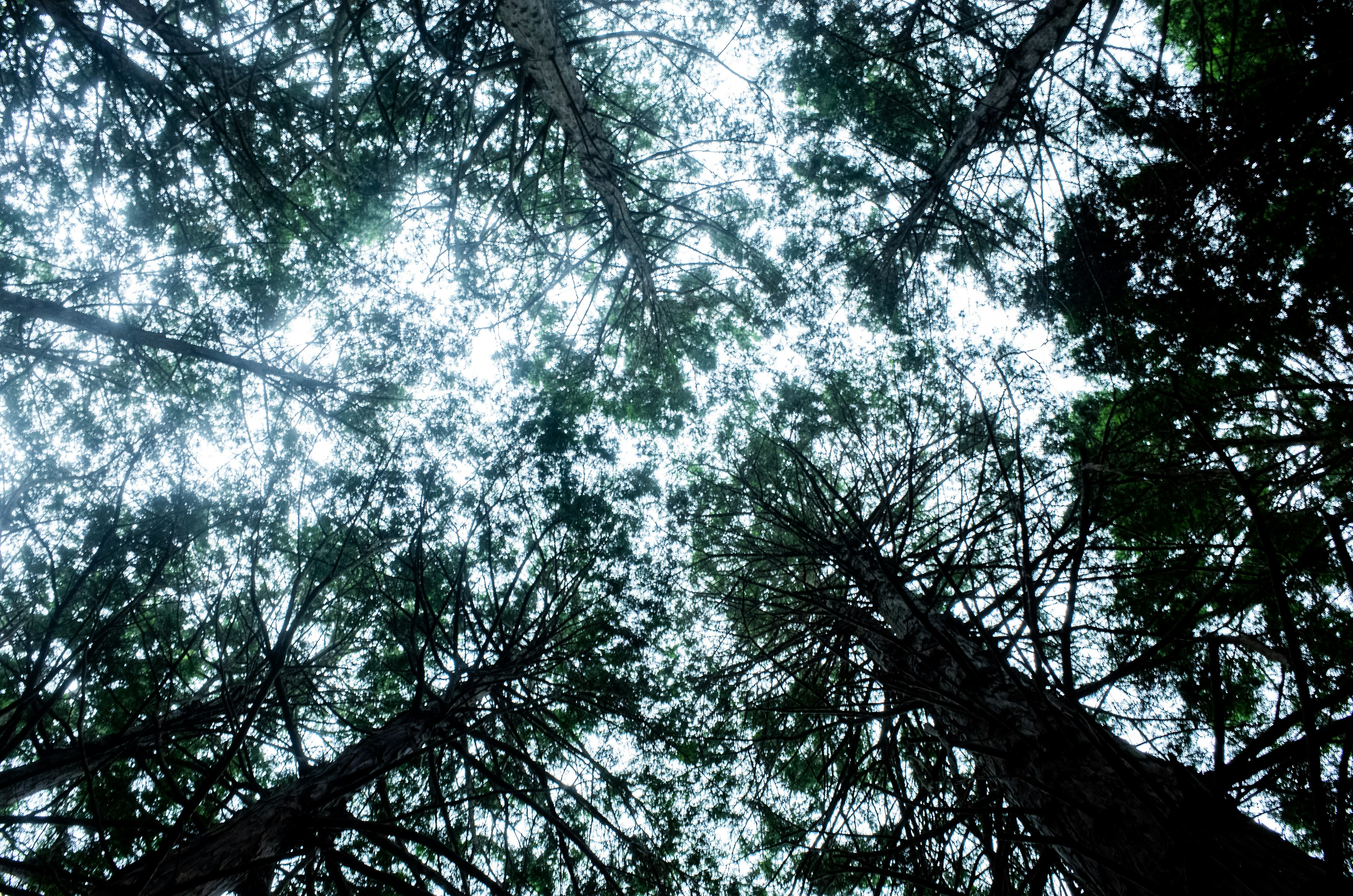 Looking up at a canopy of green trees with bright light filtering through