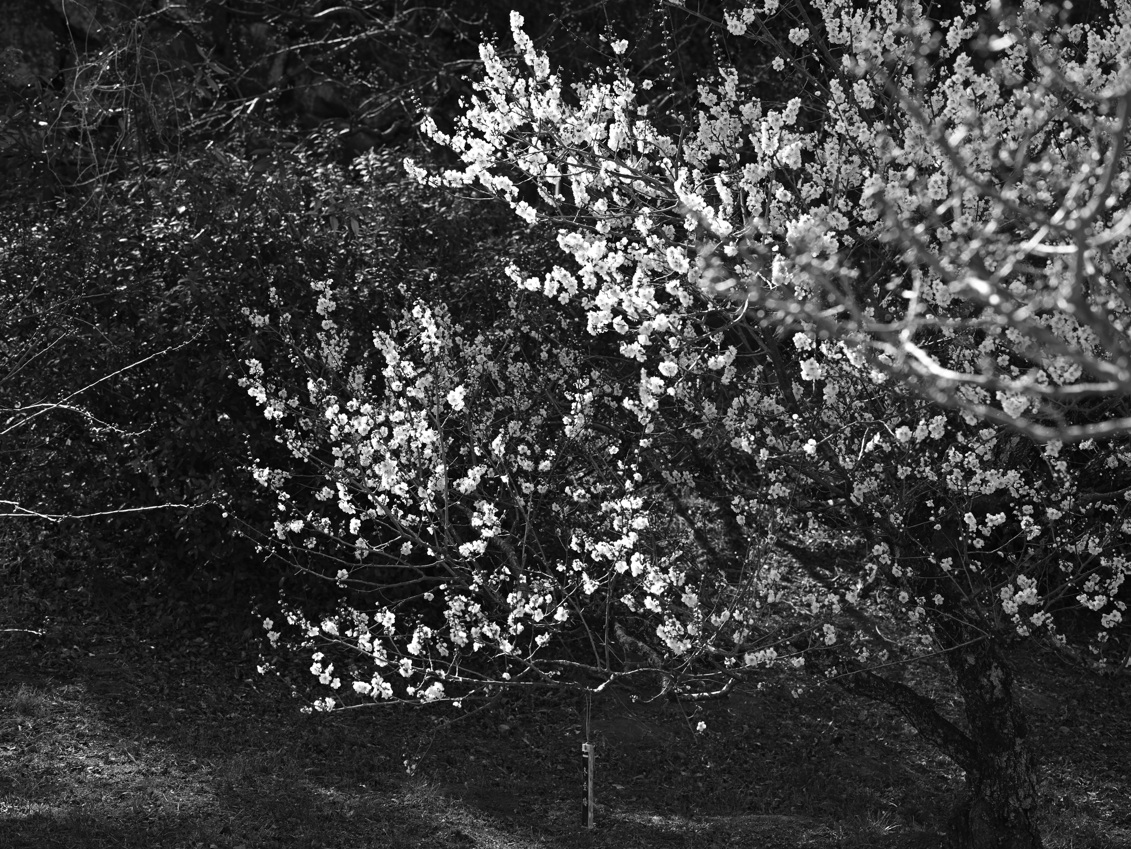 Branches d'arbres en fleurs avec des fleurs blanches sur un fond sombre