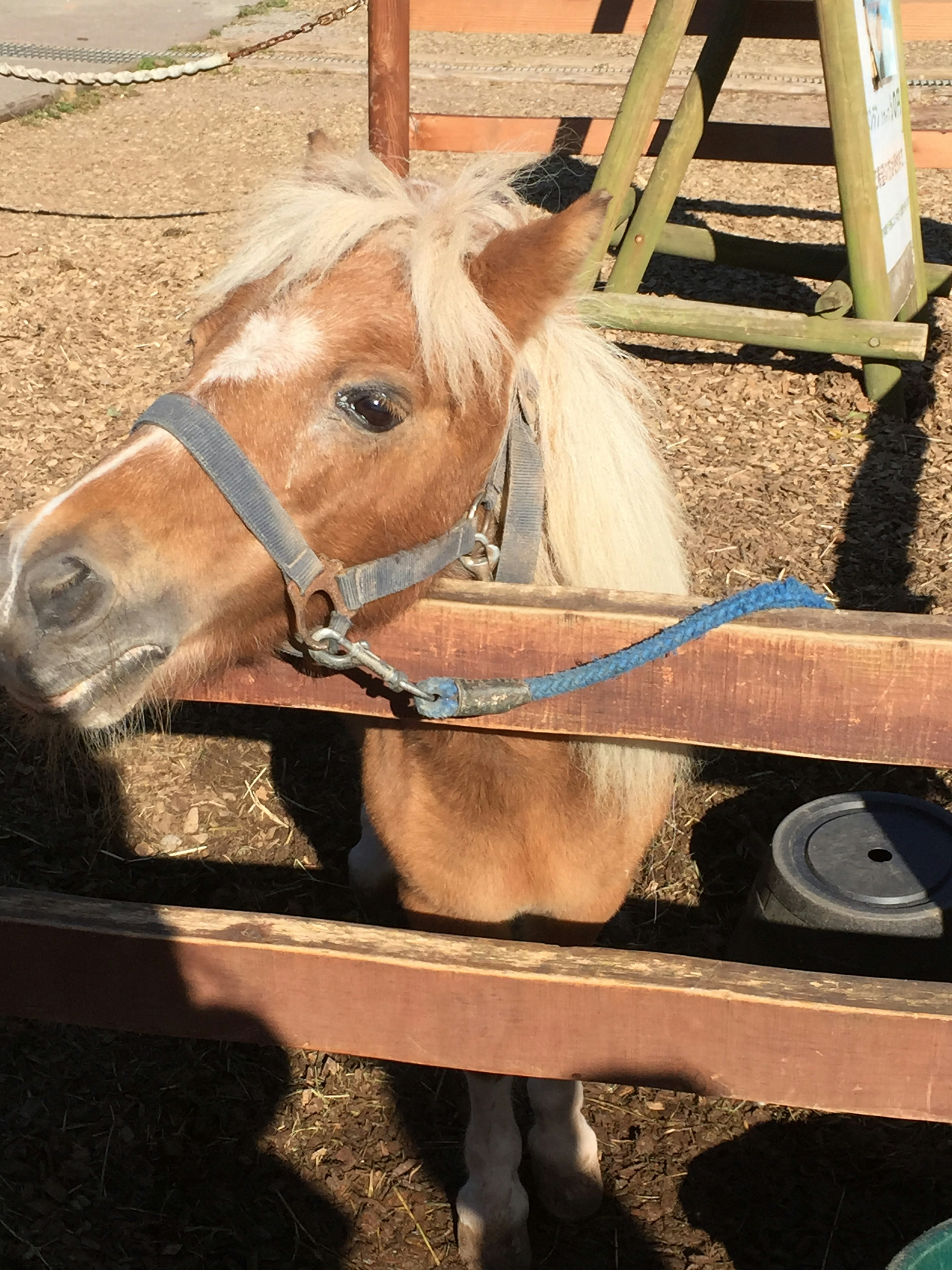 Ein kleines Pferd schaut durch einen Holzzaun