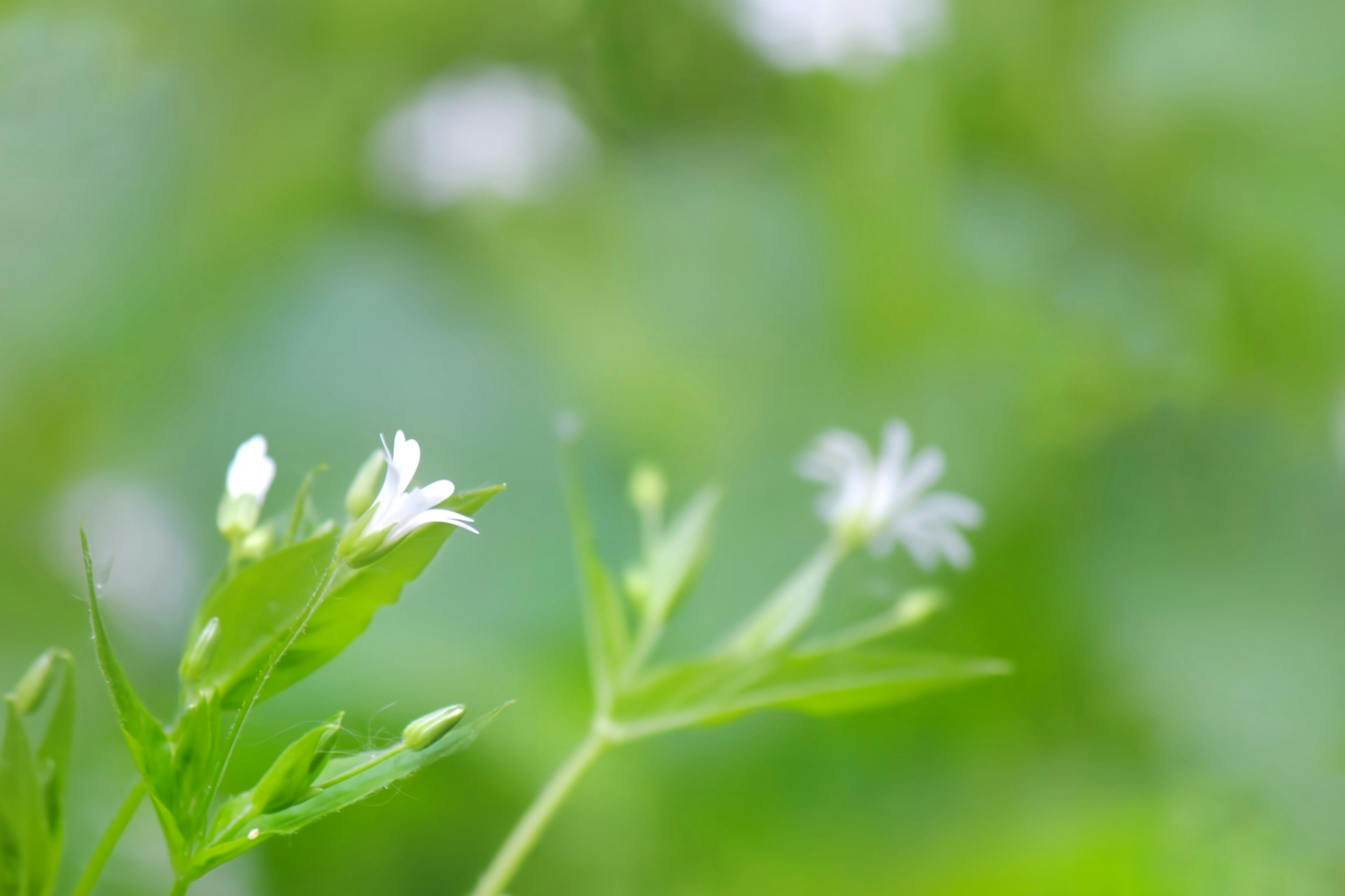 緑の背景に白い小花が咲いている様子