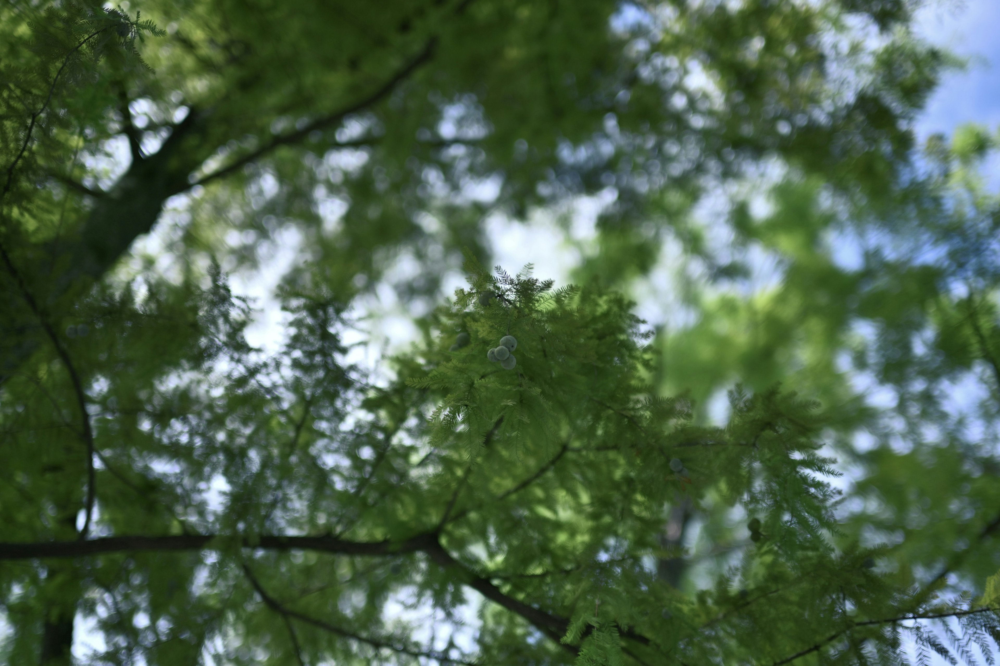 View of lush green leaves from below a tree looking up