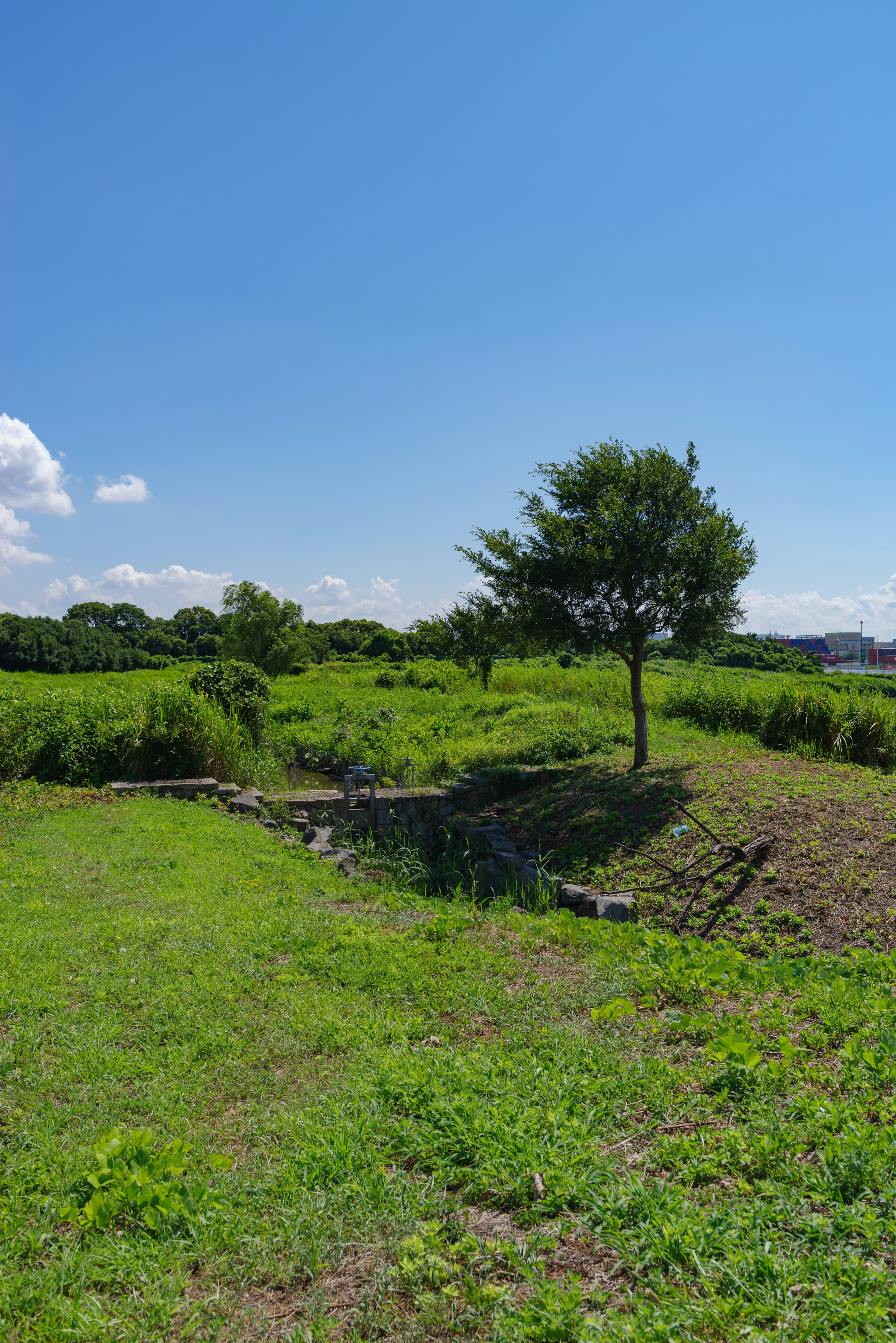 Un albero singolo in un campo verde sotto un cielo blu